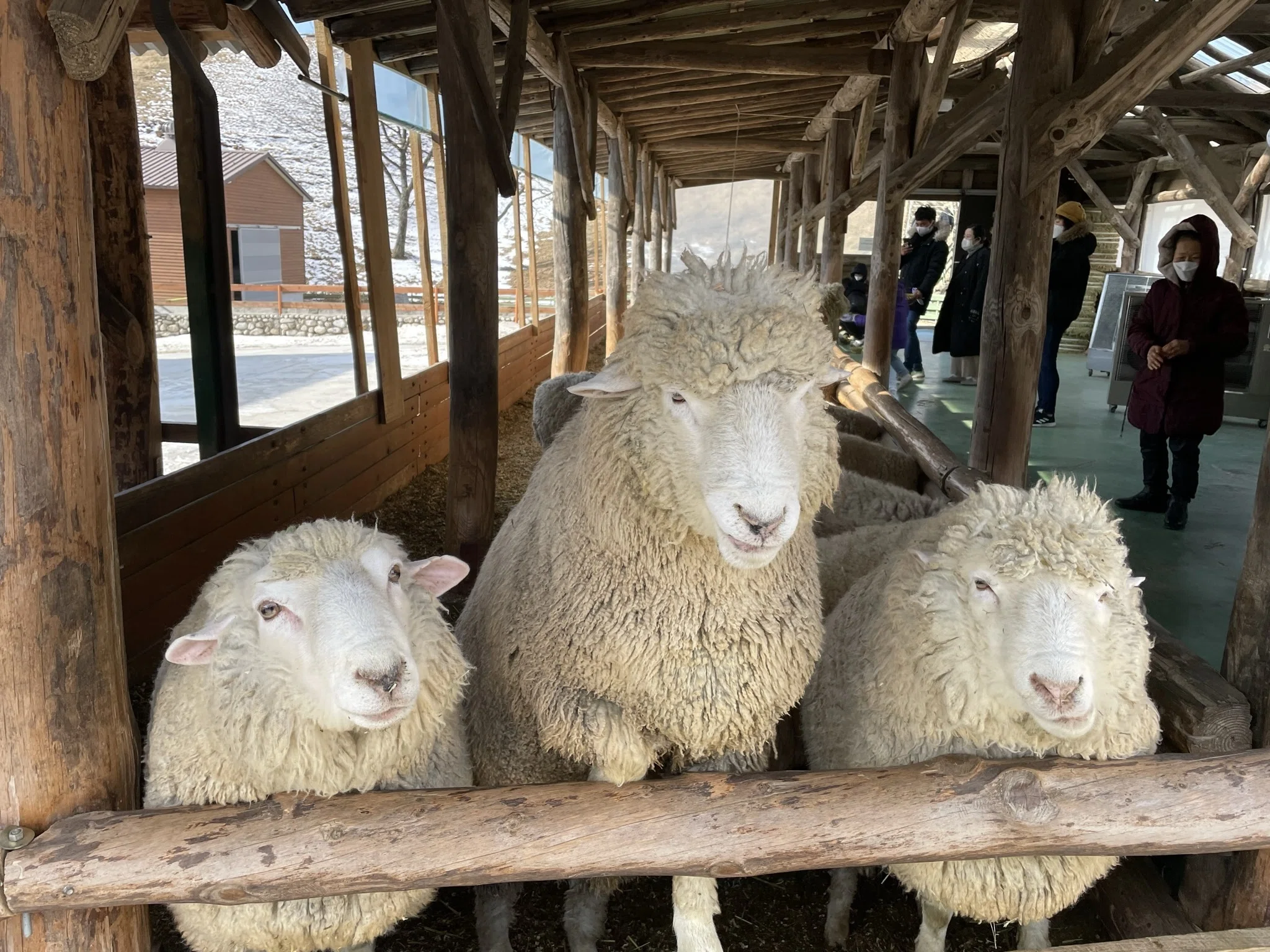 平昌の自然の中で出会った、愛らしい動物たち｜パンパン