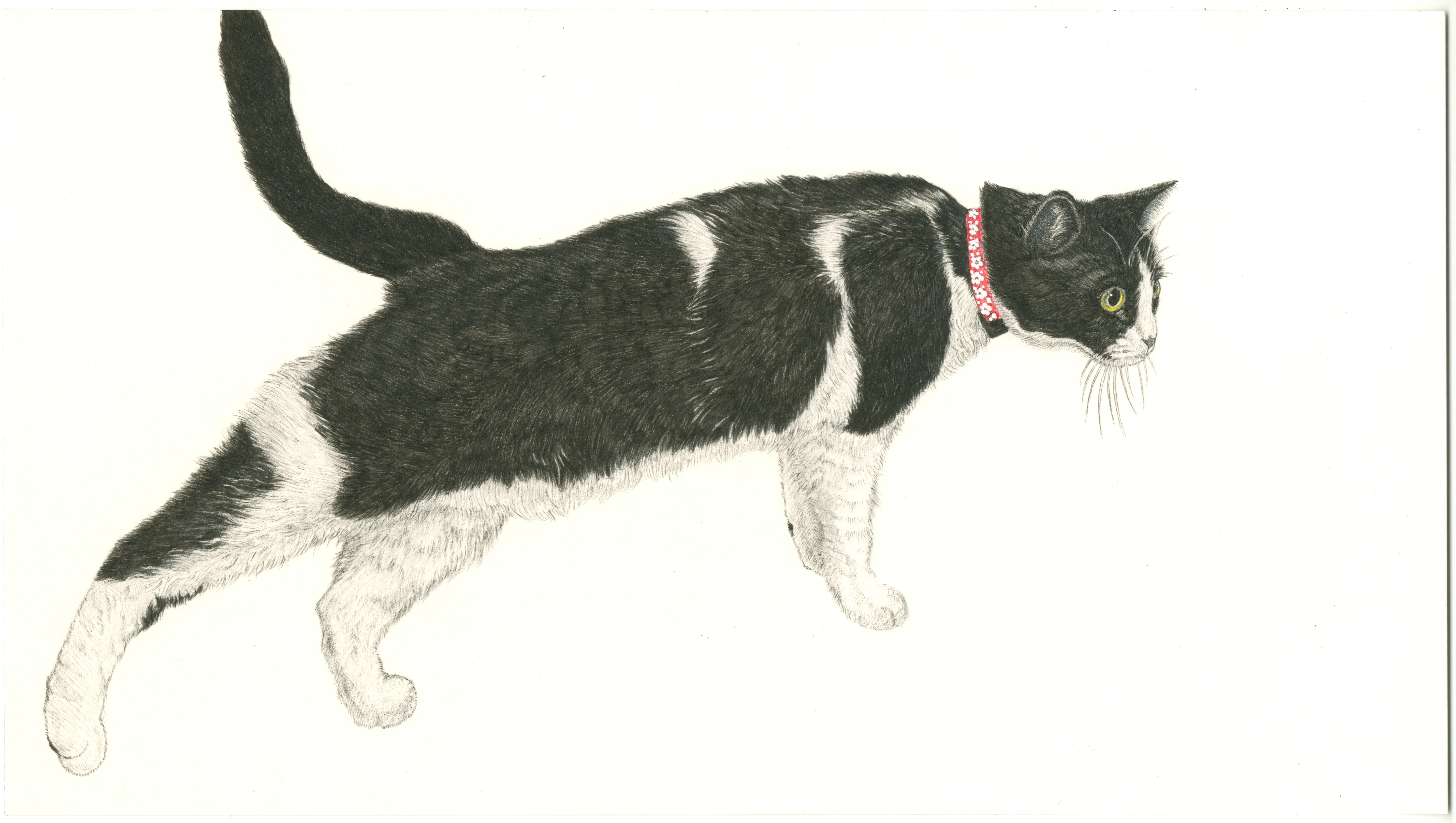 今週の猫】 Cat of the Week 2026/4/10｜山田貴裕