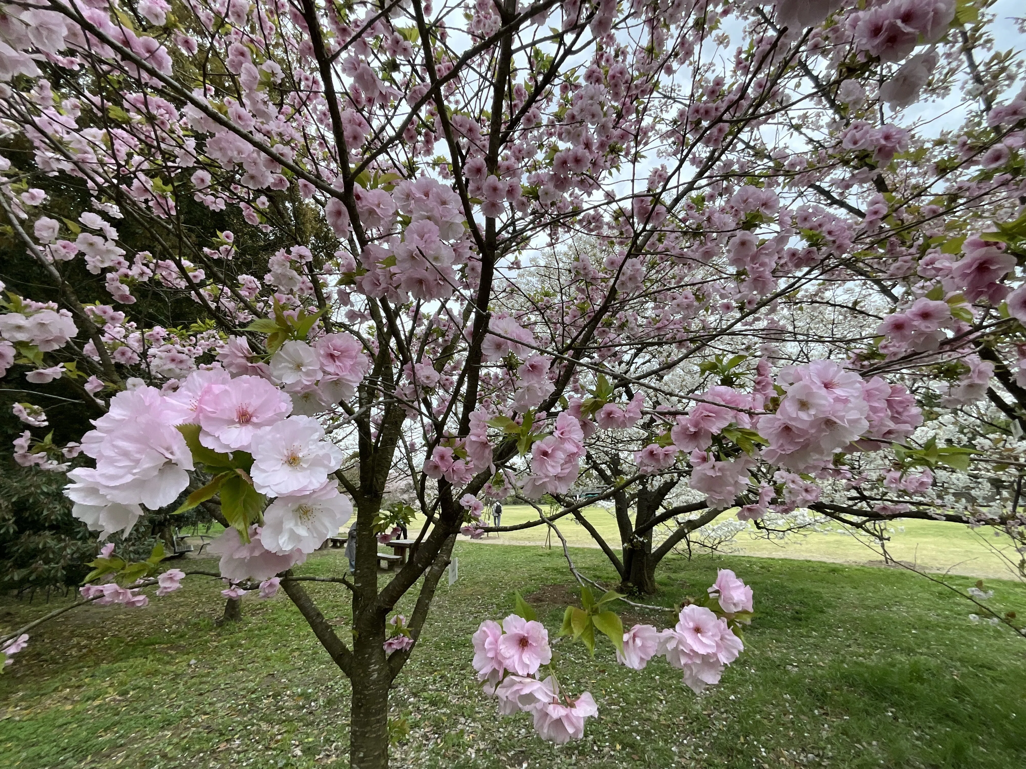松前早咲（京都府立植物園）：2026年4月10日（金）｜藤井秀昭（『京都