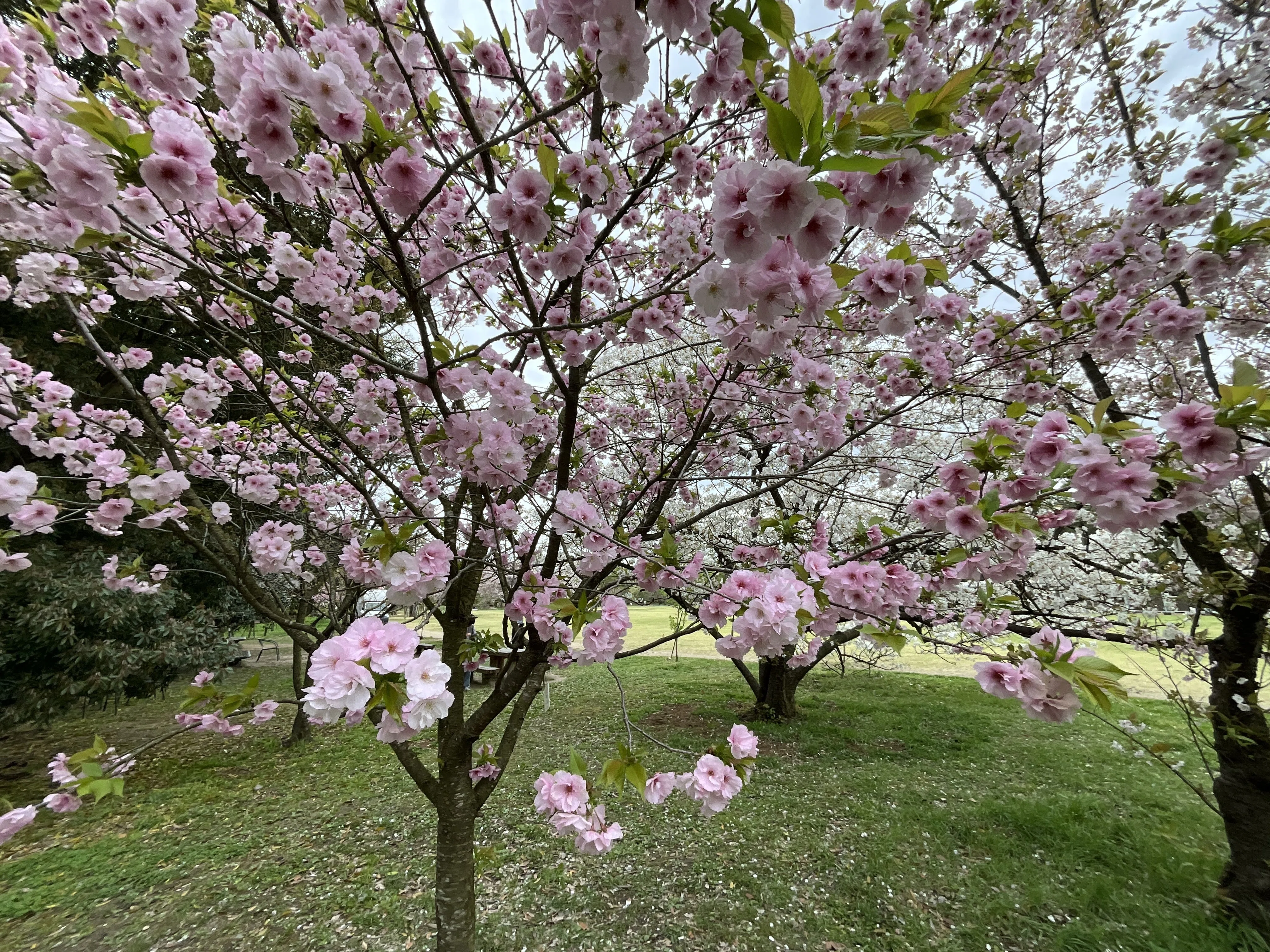 松前早咲（京都府立植物園）：2026年4月10日（金）｜藤井秀昭（『京都