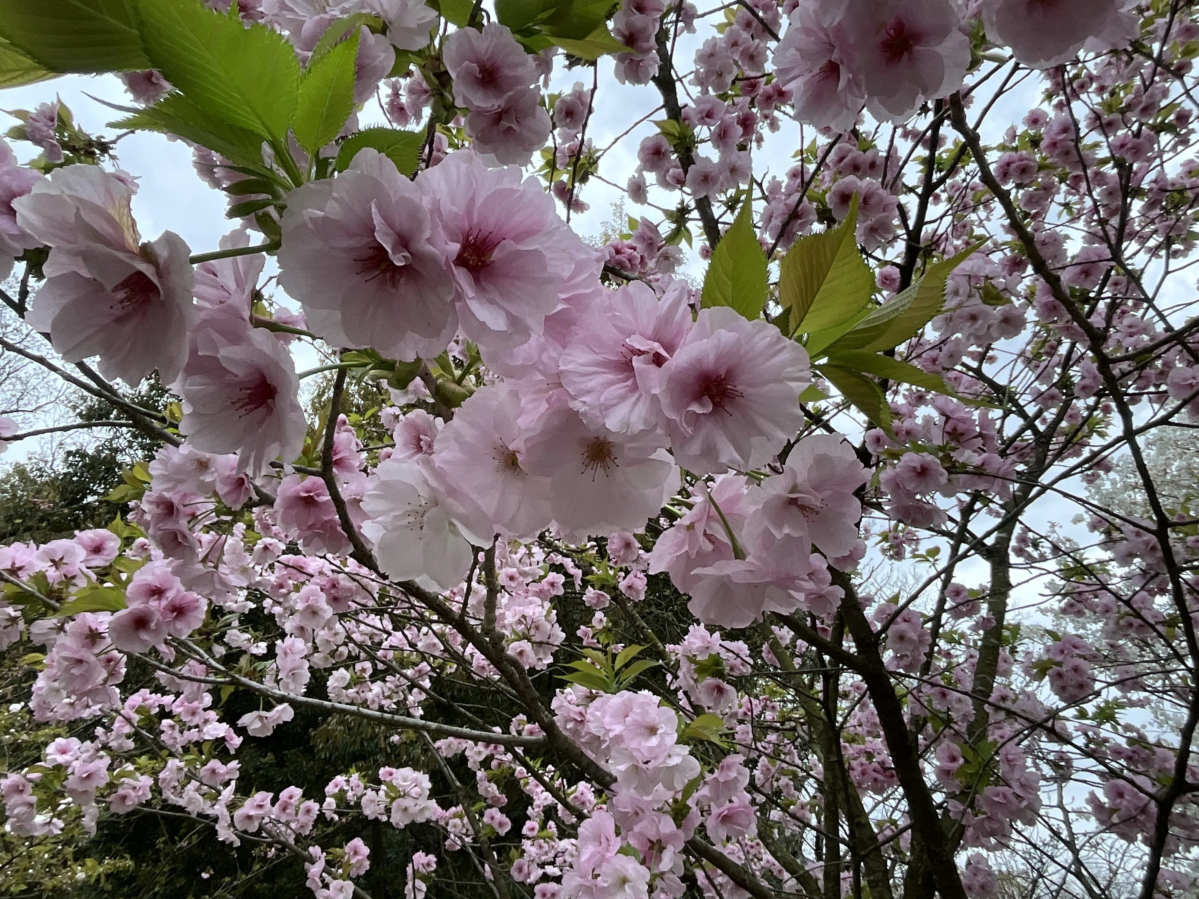 松前早咲（京都府立植物園）：2026年4月10日（金）｜藤井秀昭（『京都
