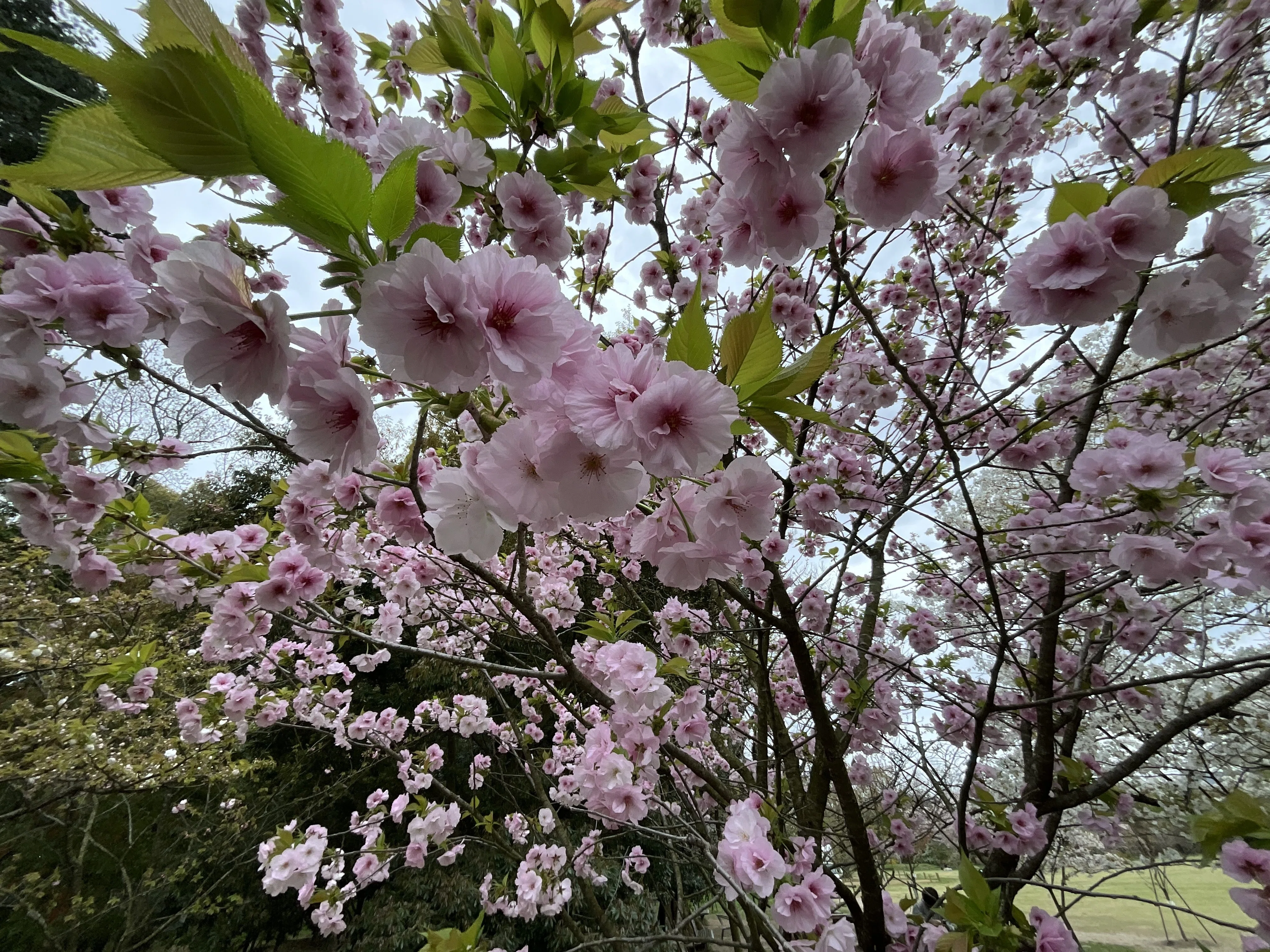 松前早咲（京都府立植物園）：2026年4月10日（金）｜藤井秀昭（『京都