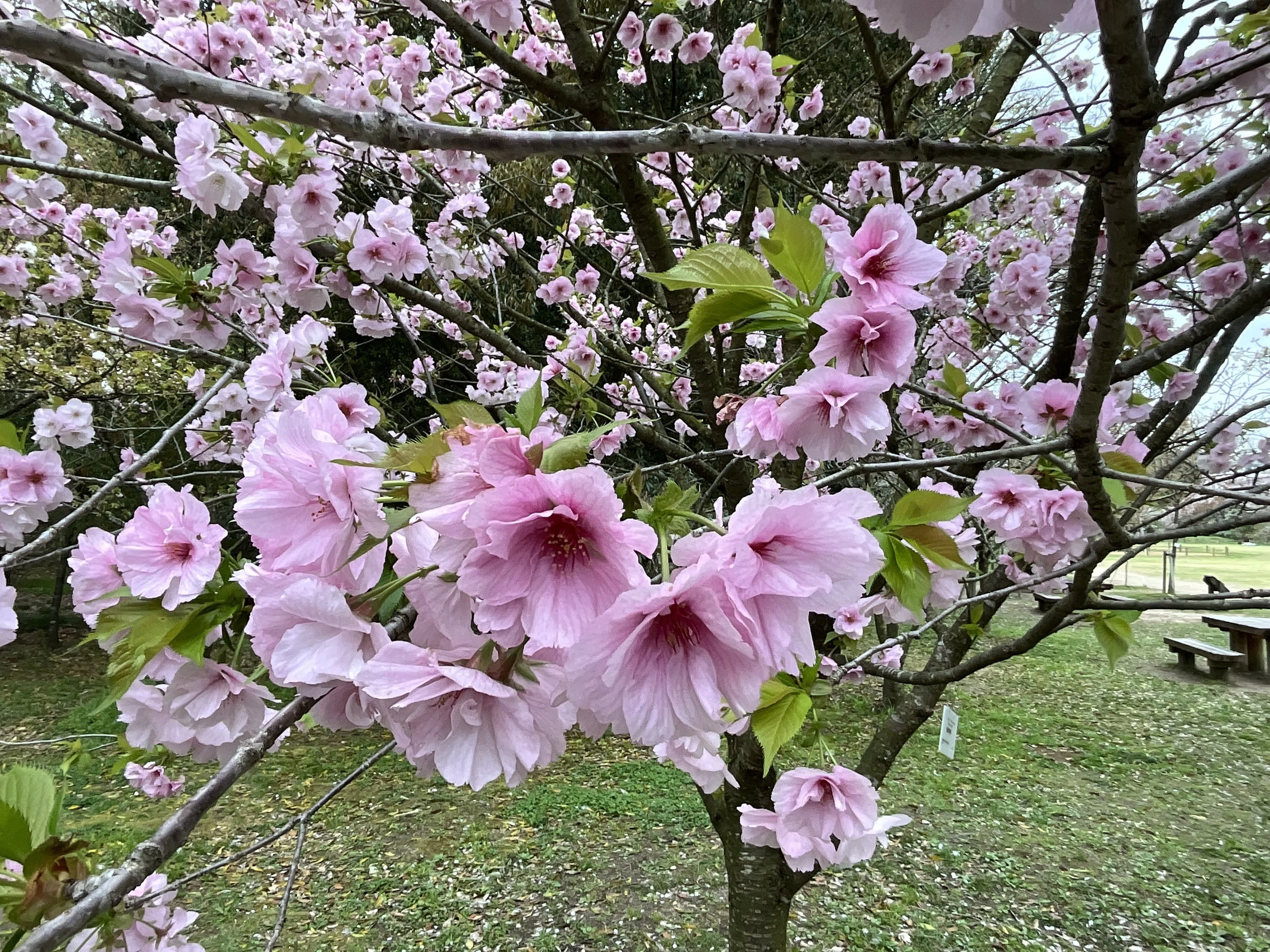 【花入5】備前5(十文字口　耳付)松園  高さ24㎝ 松前早咲（京都府立植物園）：2026年4月10日（金）｜藤井秀昭（『京都