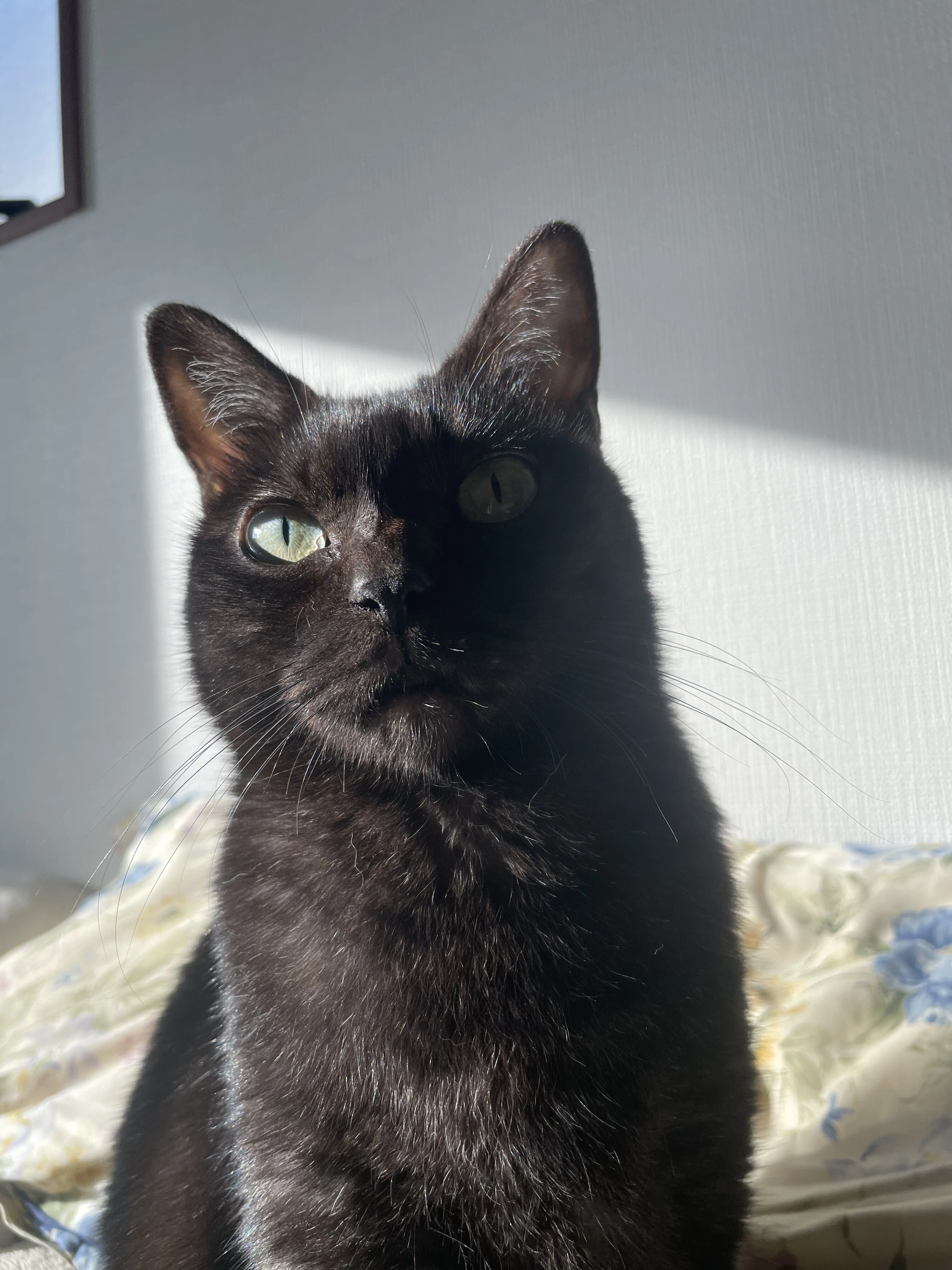 自己紹介【おはぎさんのねこ紹介🐾】｜きなことおはぎ