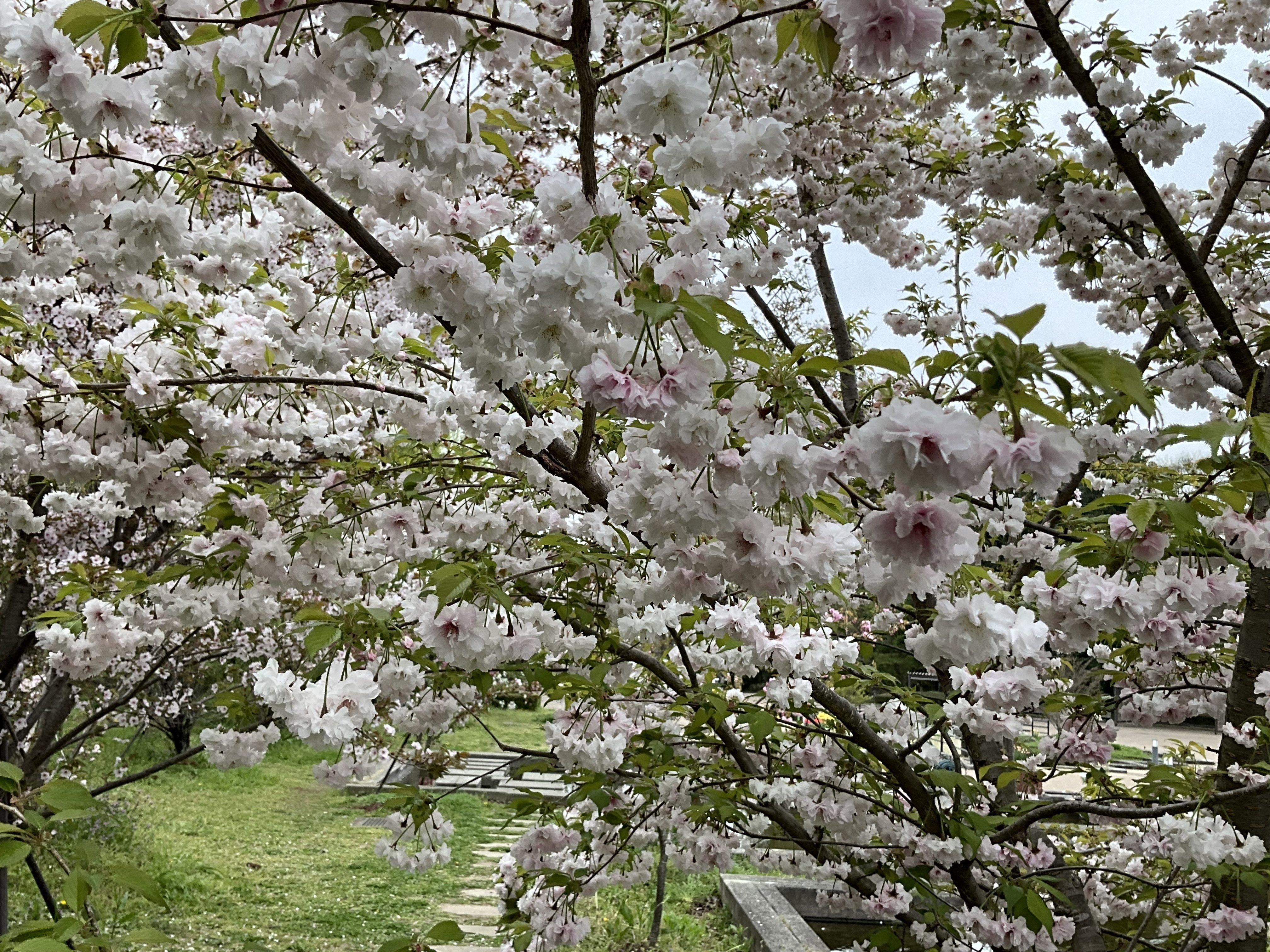 笹賀鴛鴦桜（京都府立植物園）：2026年4月10日（金）｜藤井秀昭