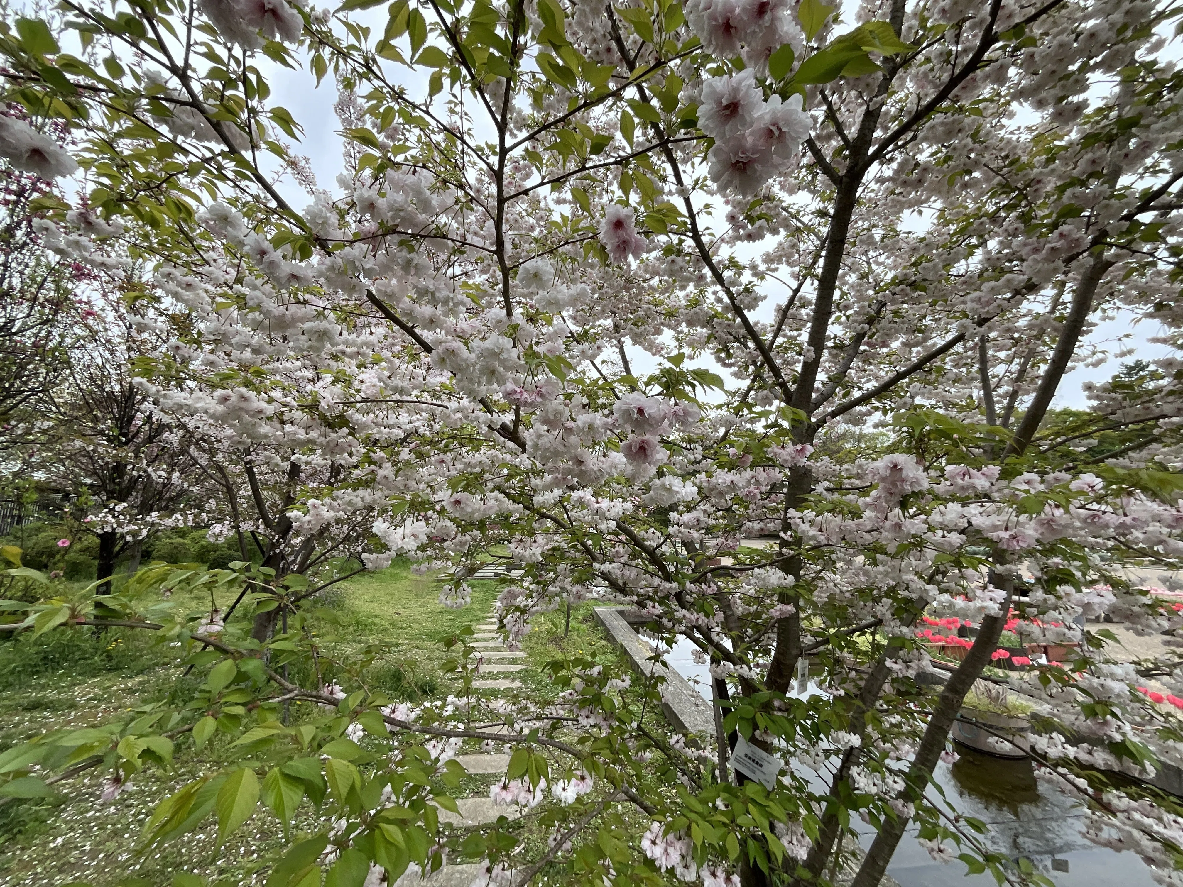 笹賀鴛鴦桜（京都府立植物園）：2026年4月10日（金）｜藤井秀昭