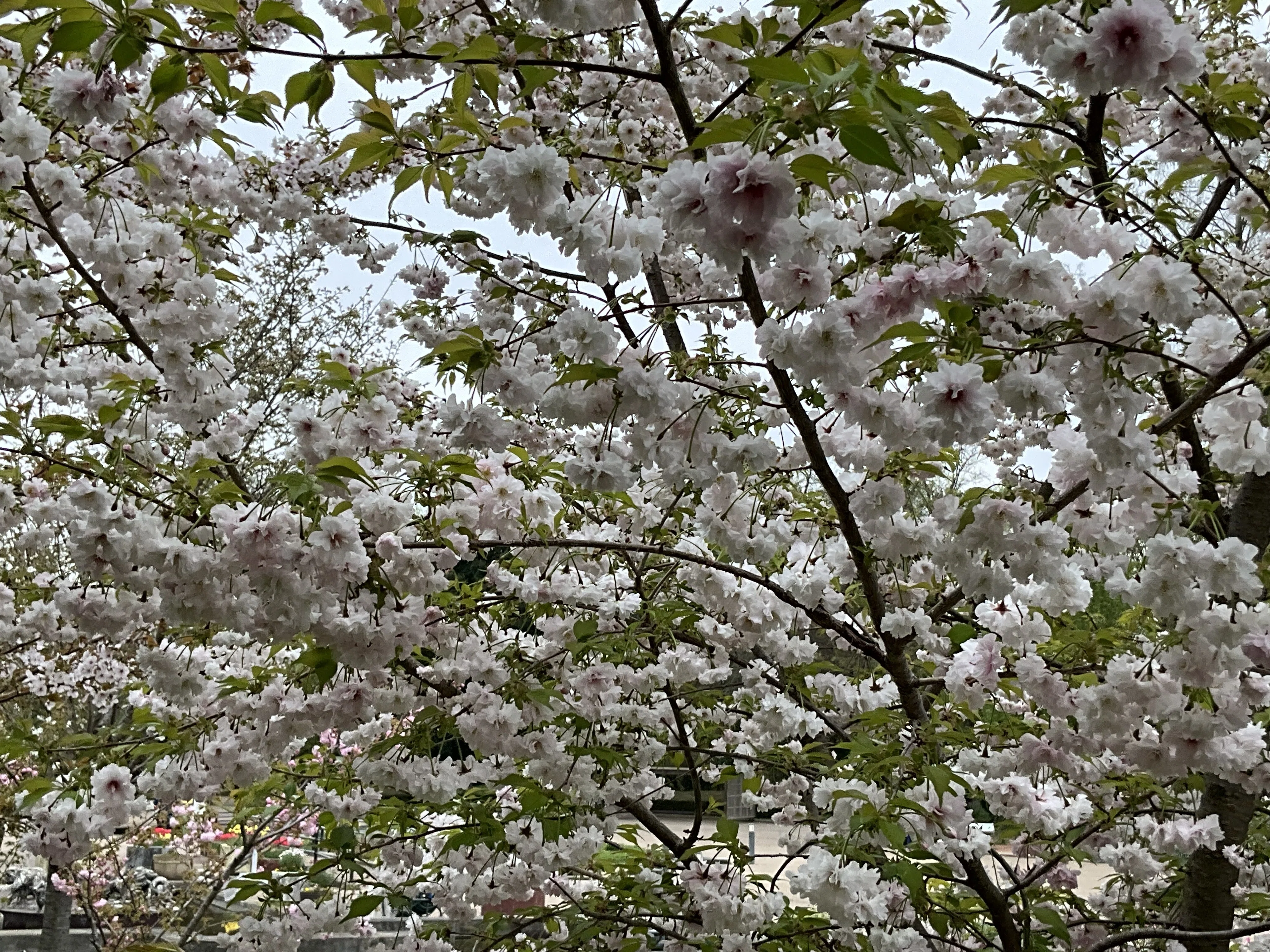 笹賀鴛鴦桜（京都府立植物園）：2026年4月10日（金）｜藤井秀昭