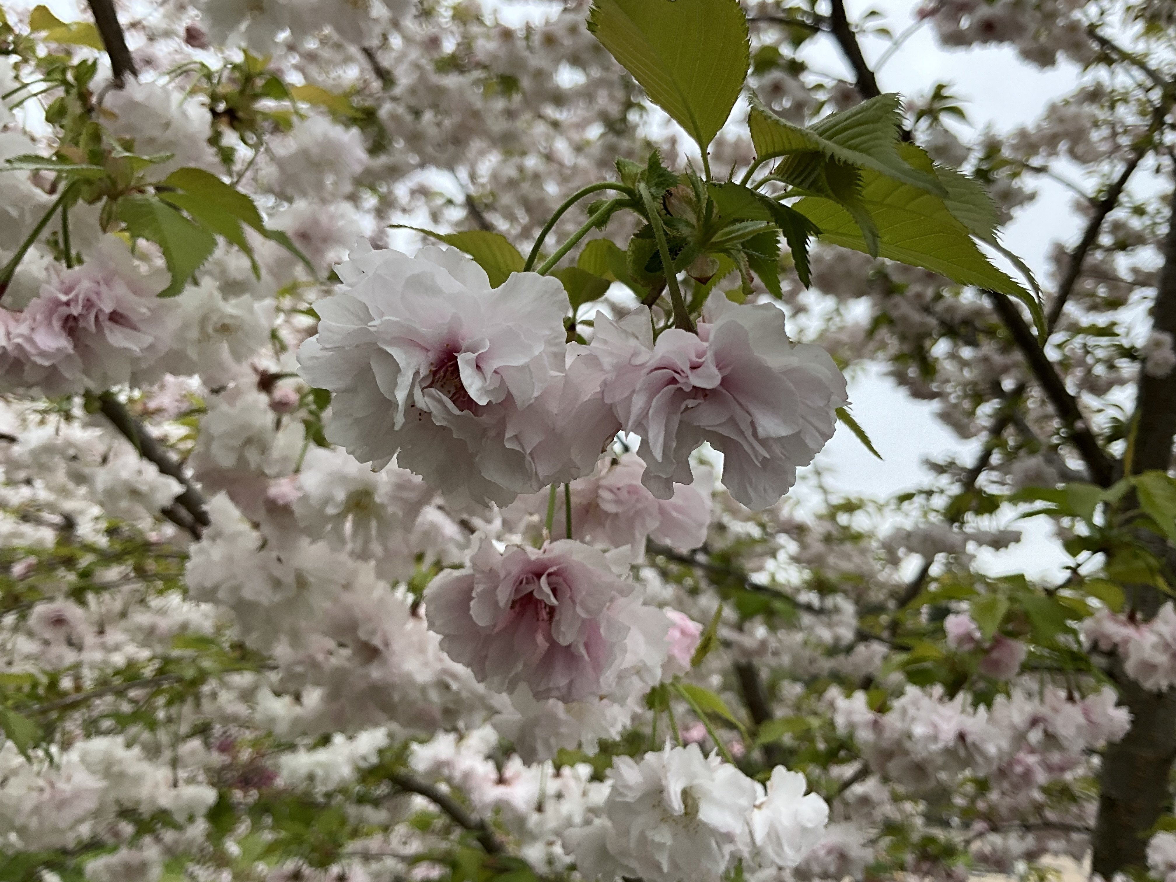 笹賀鴛鴦桜（京都府立植物園）：2026年4月10日（金）｜藤井秀昭