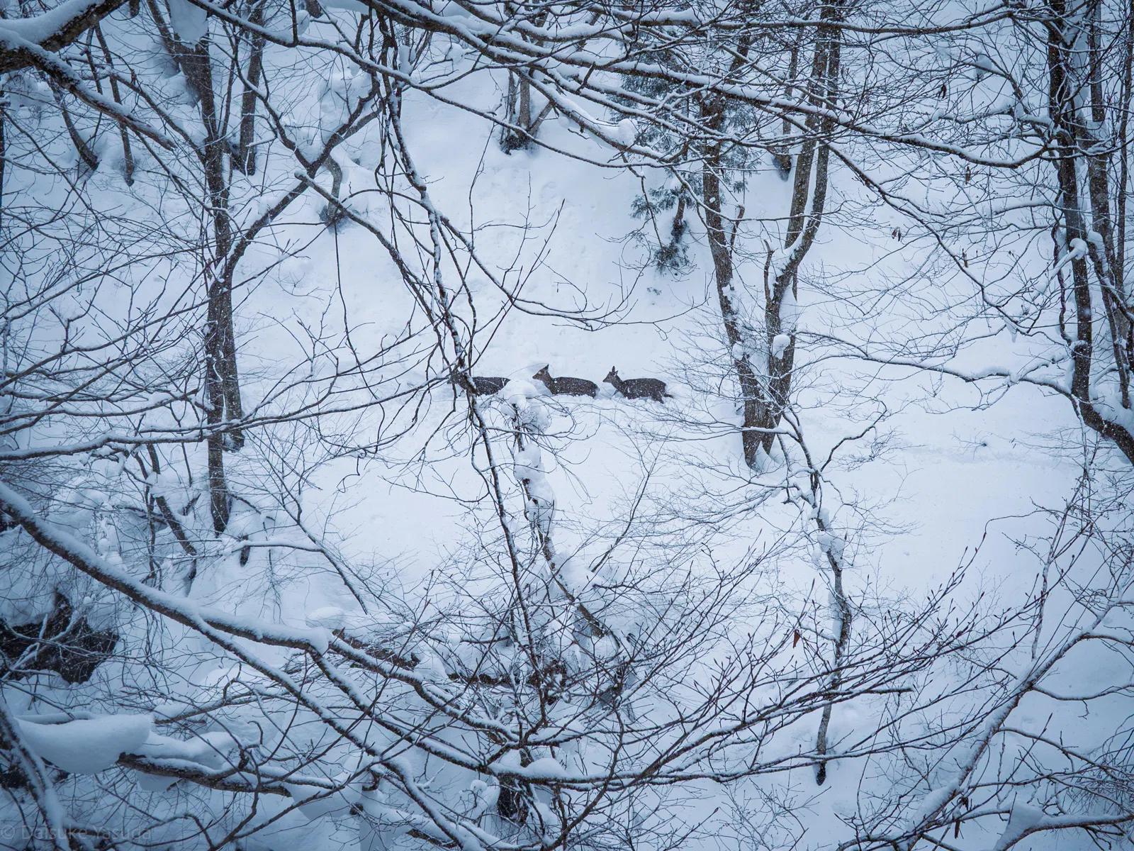 雪山単独猟で“谷・沢”を攻める理由─尾根とは違う地形利用の考え方｜猪
