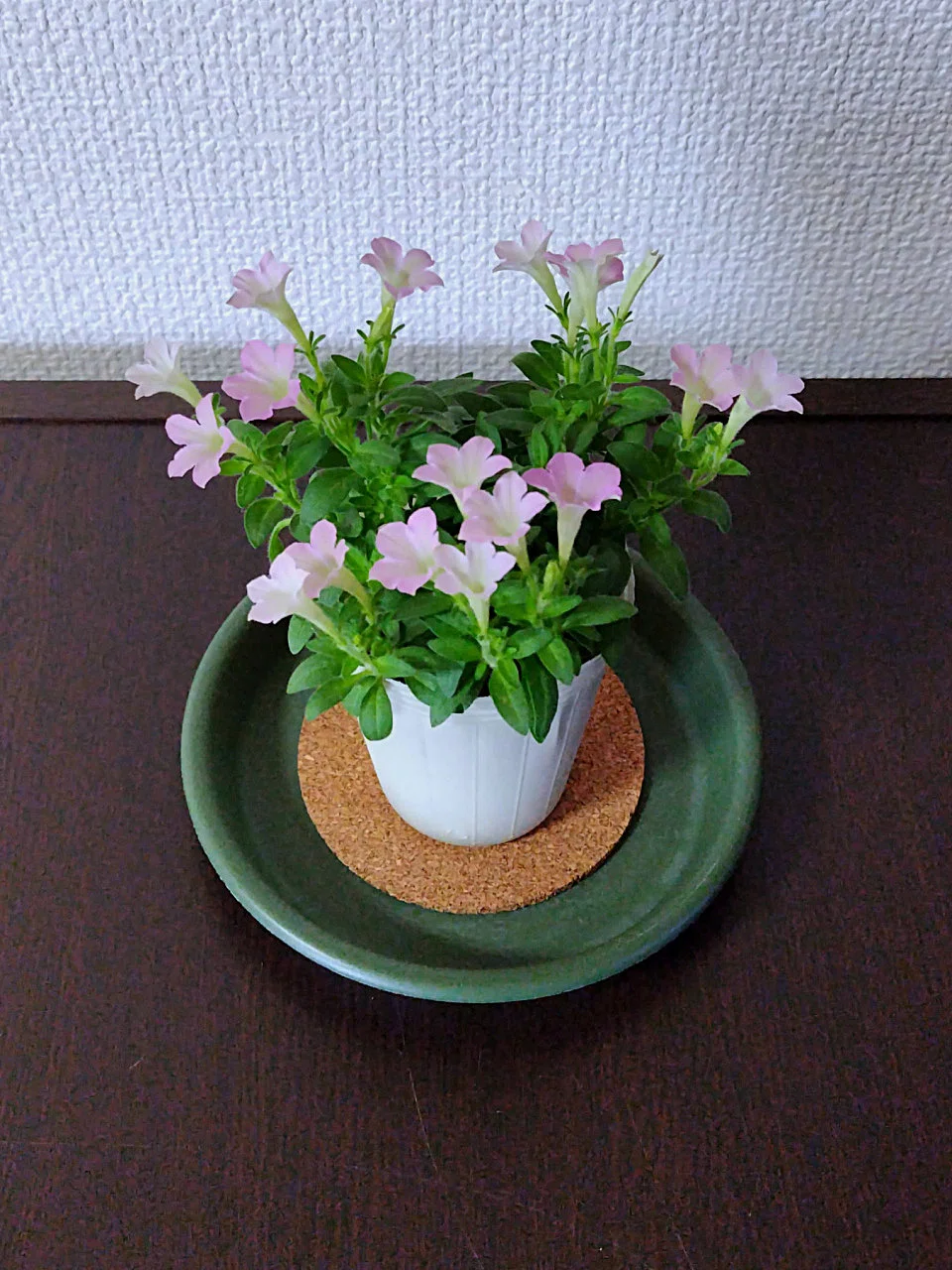 栄養系の花!? 〜ベランダー日誌〜｜九條正博｜歴史学
