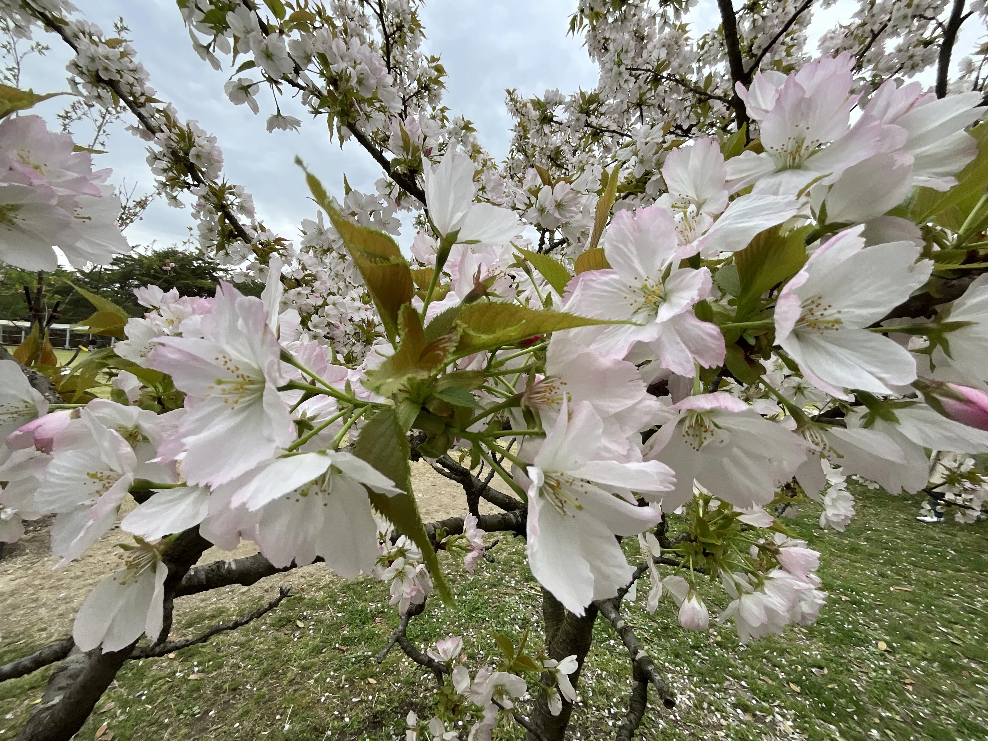 苔清水（京都府立植物園）：2026年4月10日（金）｜藤井秀昭（『京都