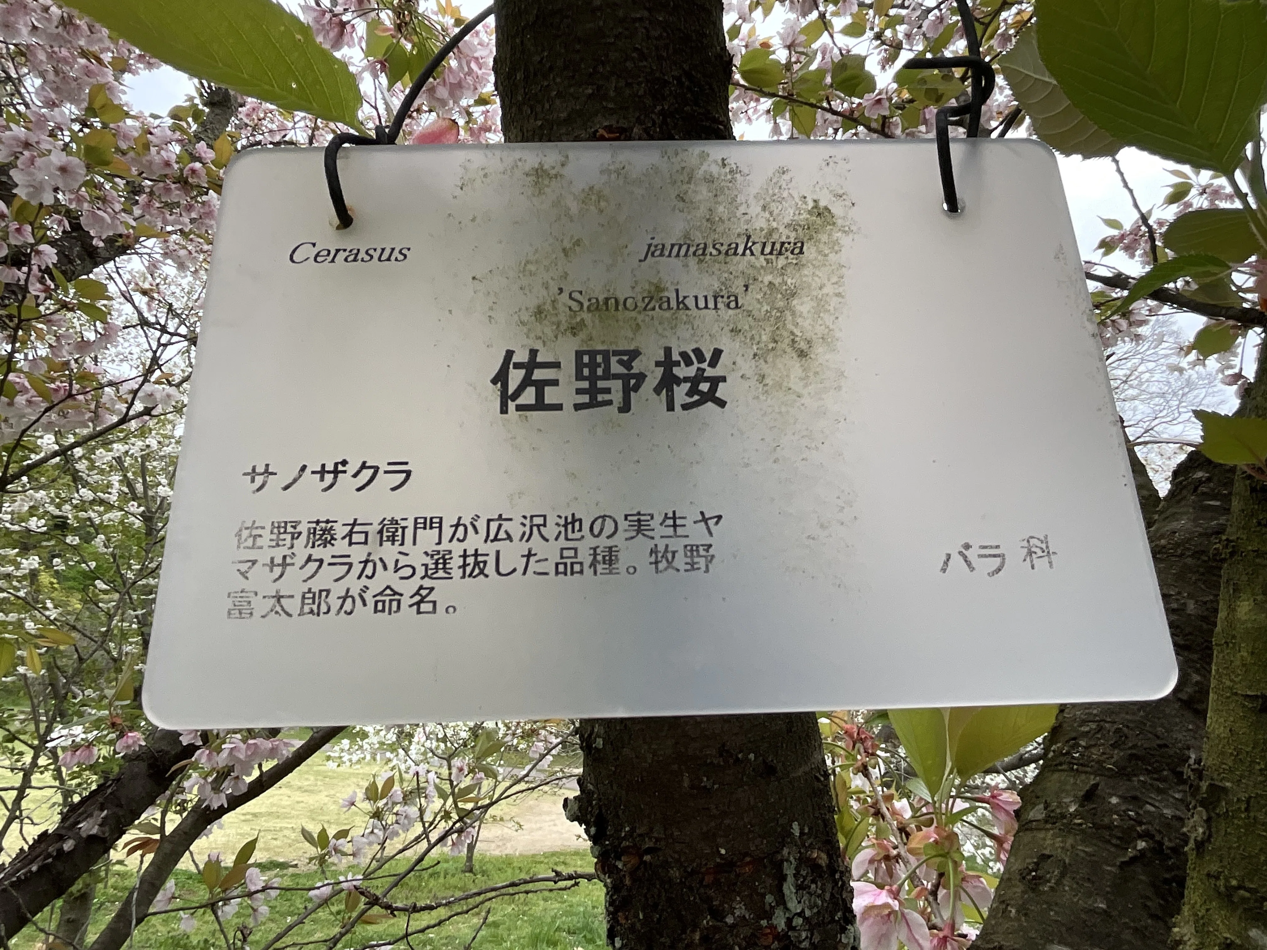 佐野桜（京都府立植物園）：2026年4月10日（金）｜藤井秀昭（『京都
