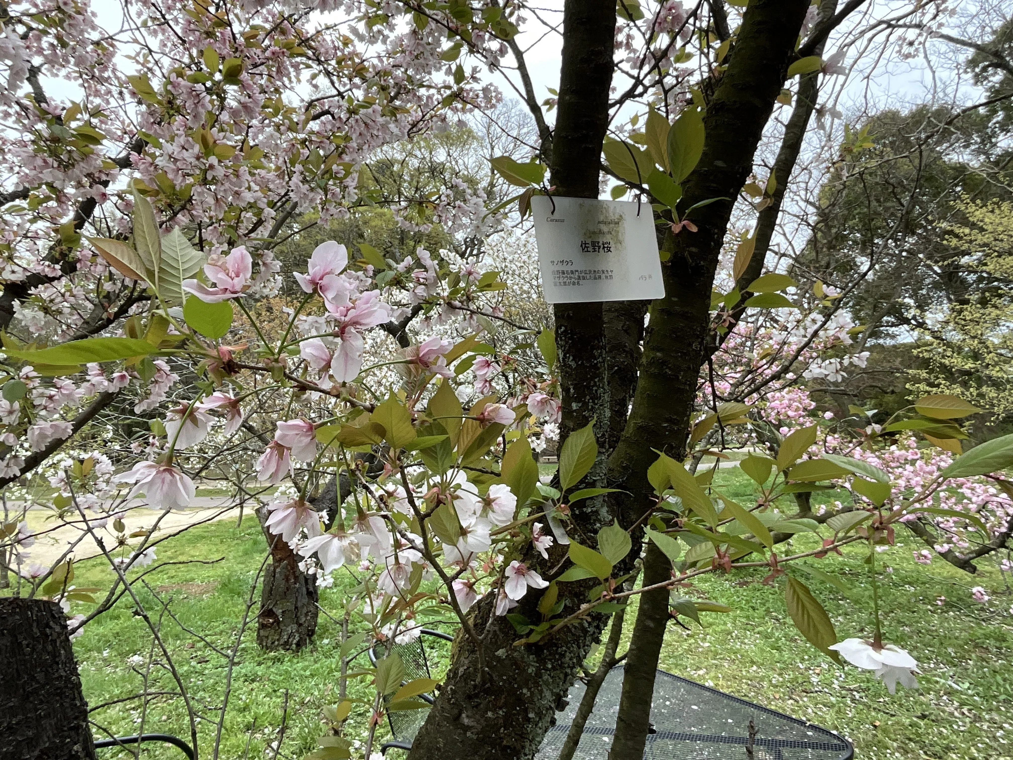 佐野桜（京都府立植物園）：2026年4月10日（金）｜藤井秀昭（『京都