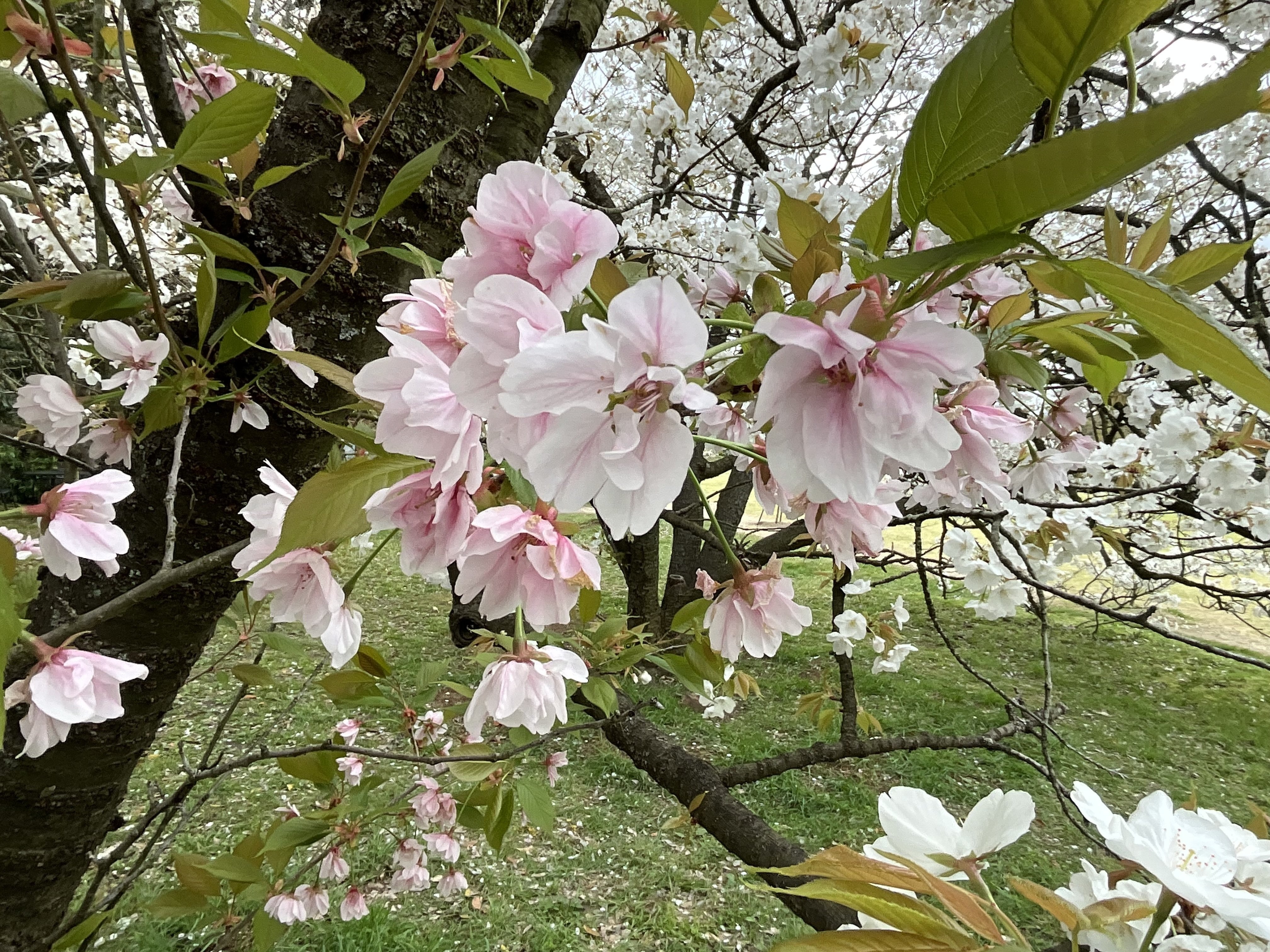 SAKURA 「サクラ」 KYOTO SAKURA 20インチ 年式不明 小径車 佐野桜（京都府立植物園）：2026年4月10日（金）｜藤井秀昭（『京都