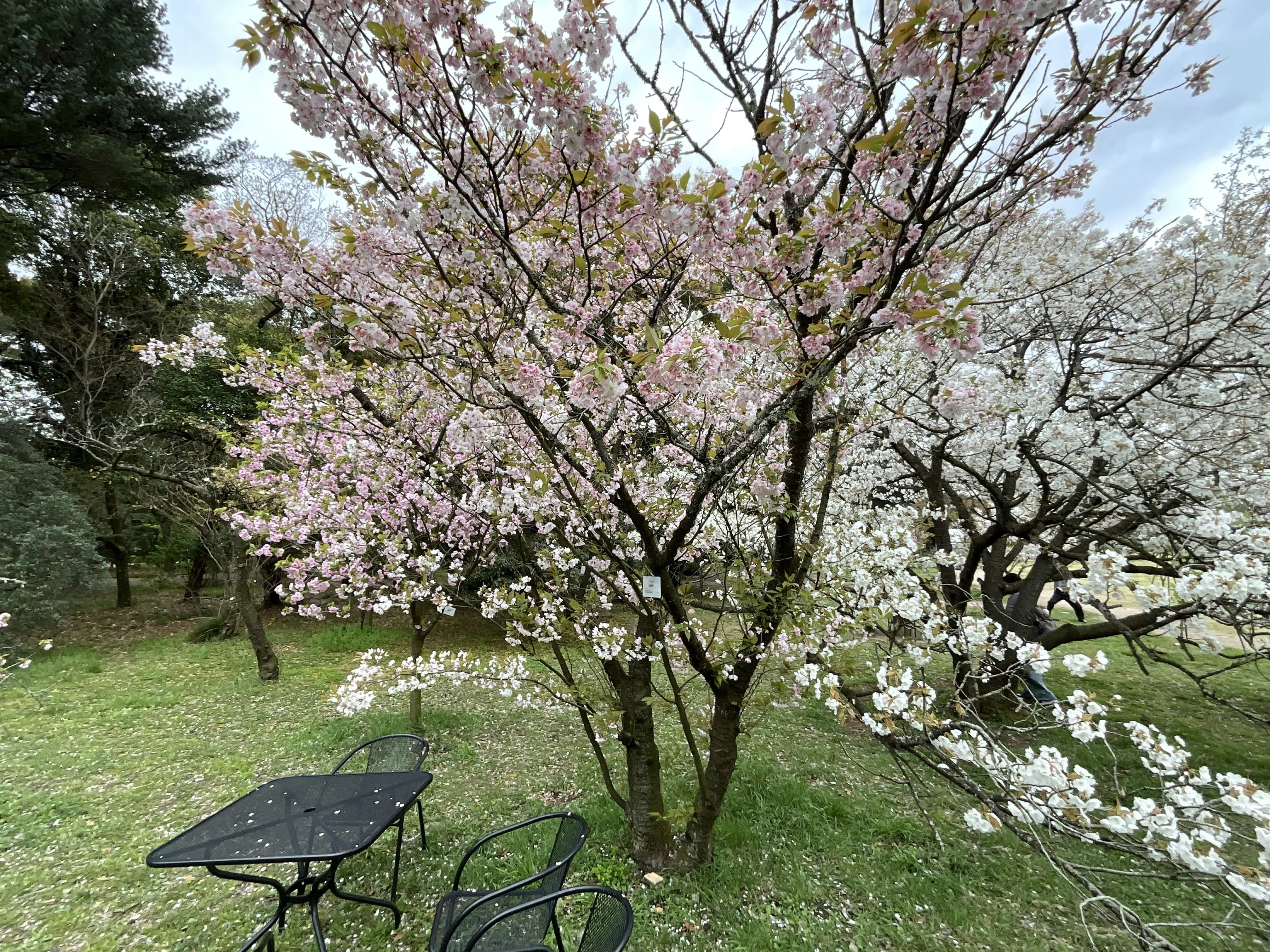佐野桜（京都府立植物園）：2026年4月10日（金）｜藤井秀昭（『京都