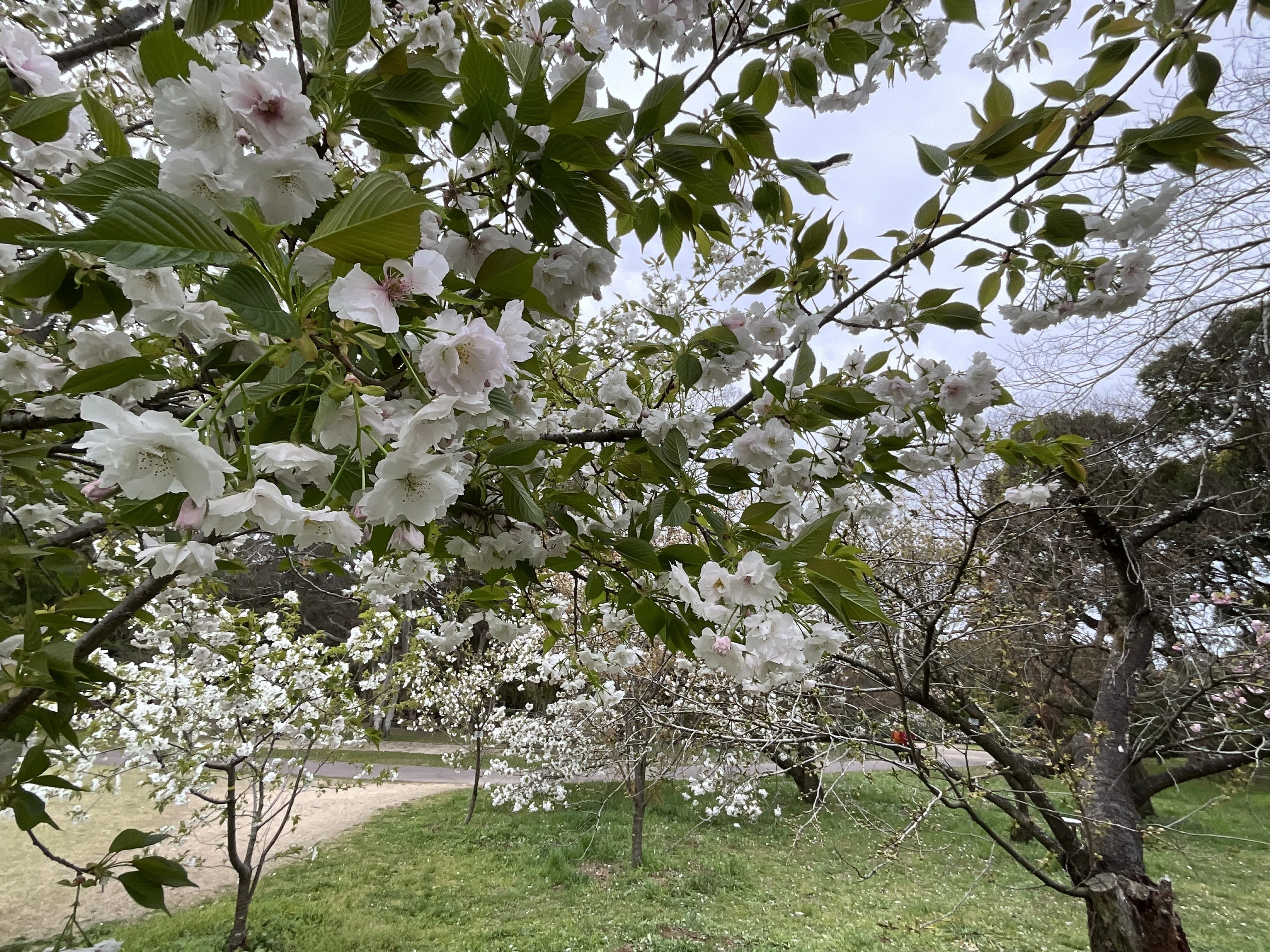八重の大島（京都府立植物園）：2026年4月10日（金）｜藤井秀昭