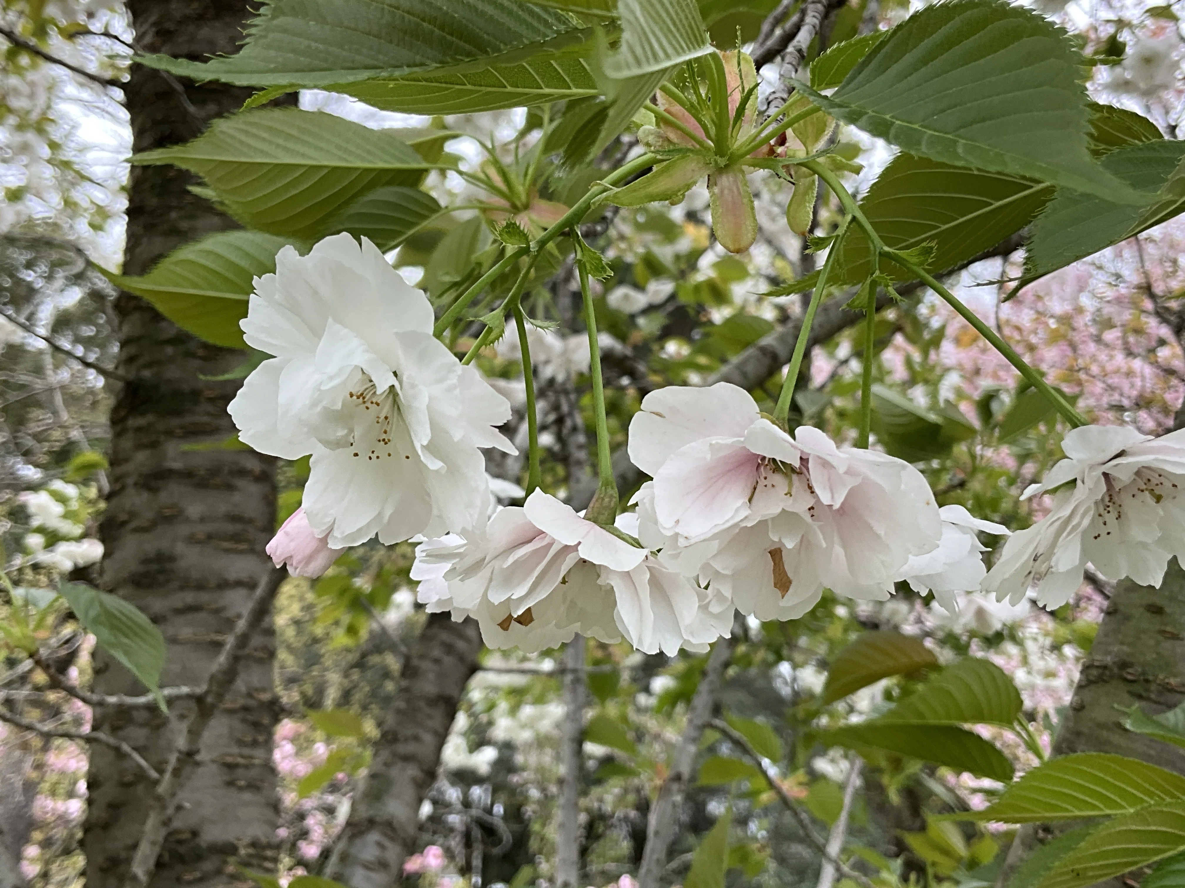 桔梗 八重の大島（京都府立植物園）：2026年4月10日（金）｜藤井秀昭