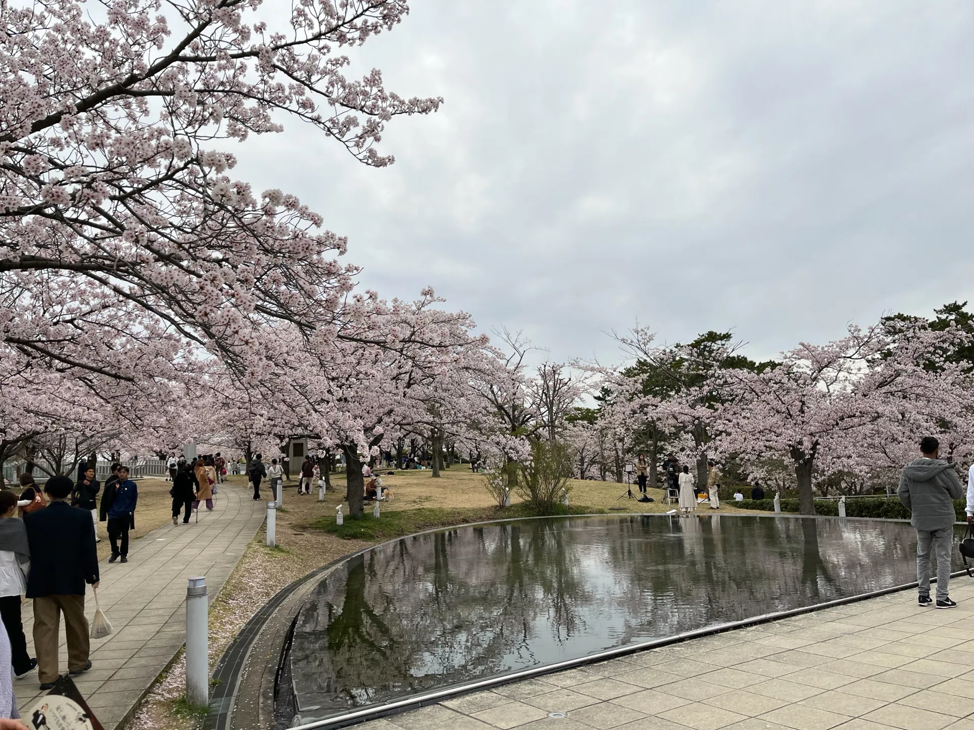 2026年のお花見｜シングルマザー みぃ