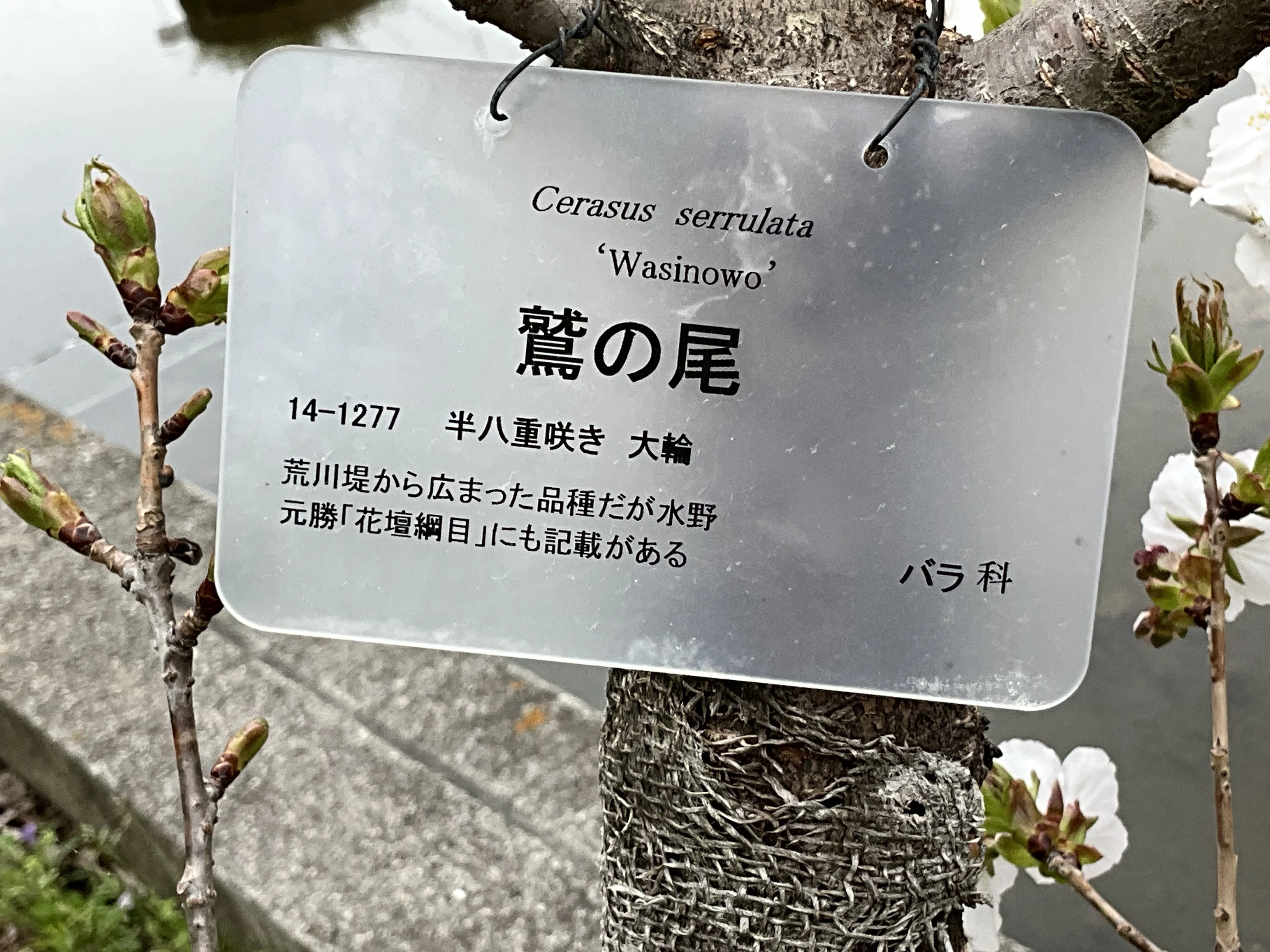 桜の鷲の尾（京都府立植物園）：2026年4月10日（金）｜藤井秀昭