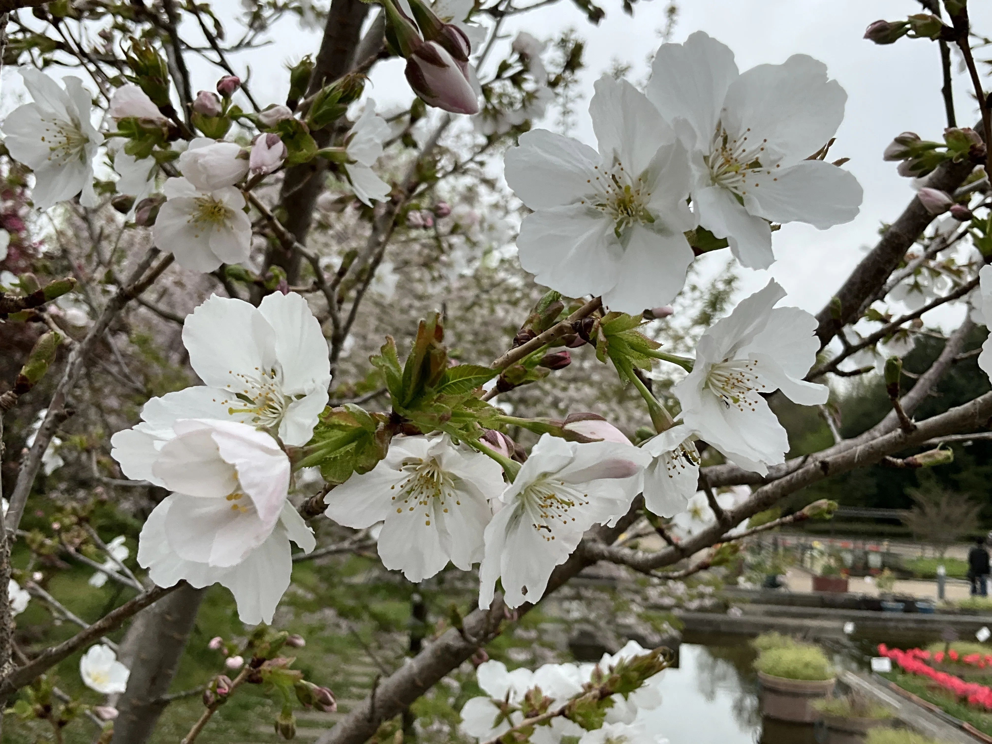 桜の鷲の尾（京都府立植物園）：2026年4月10日（金）｜藤井秀昭