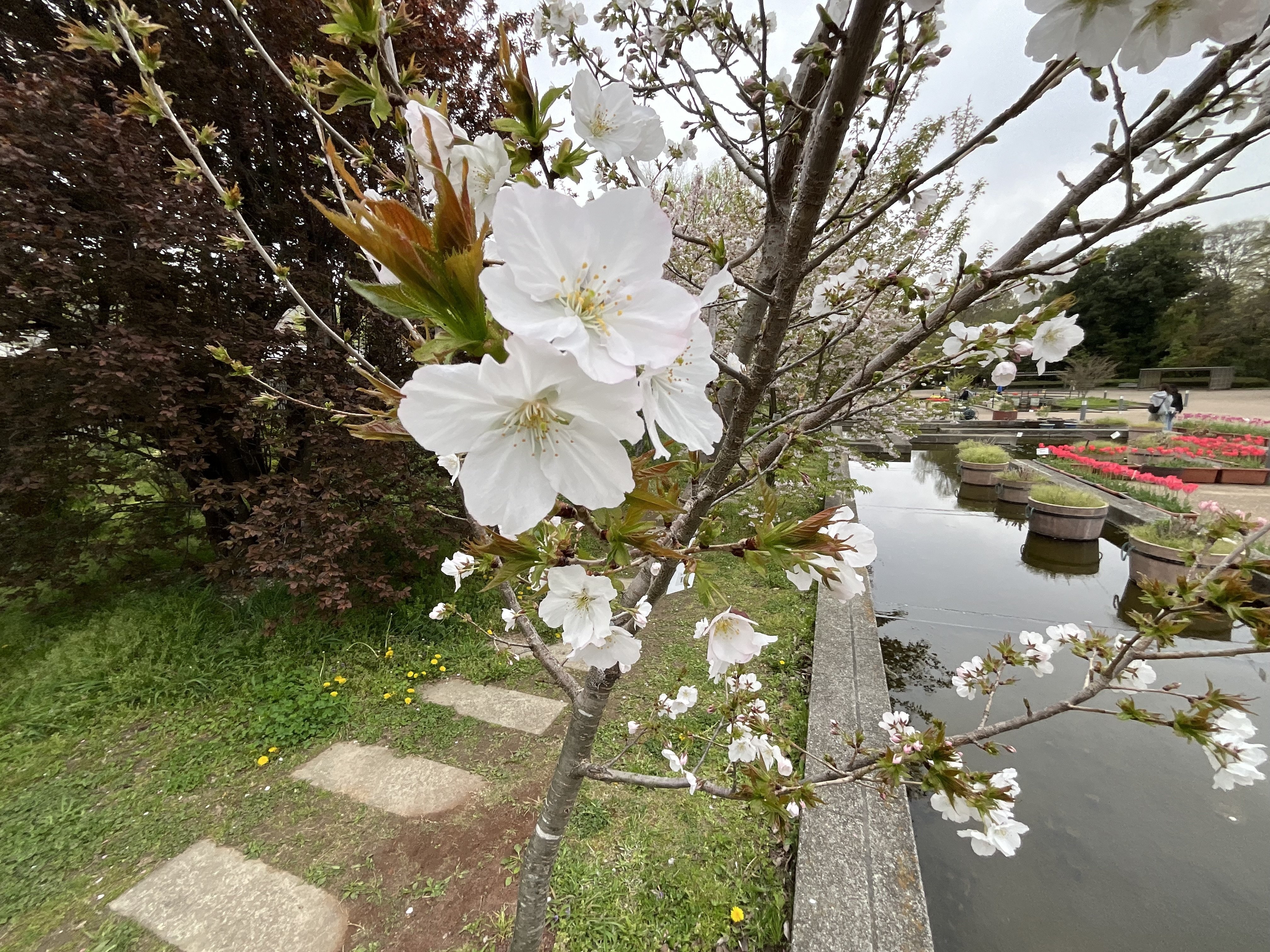 桜の鷲の尾（京都府立植物園）：2026年4月10日（金）｜藤井秀昭