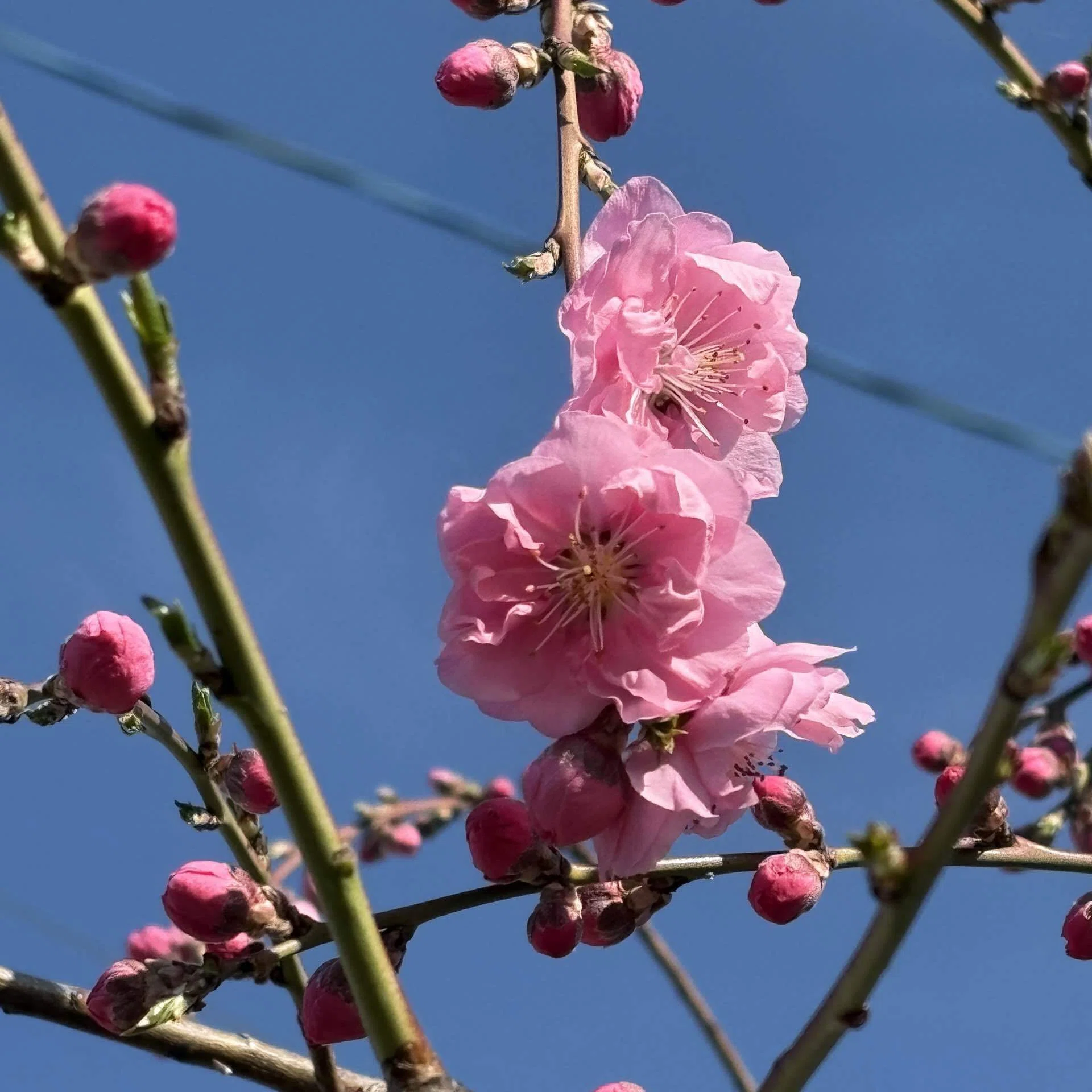 花桃は不思議な花｜ひかり