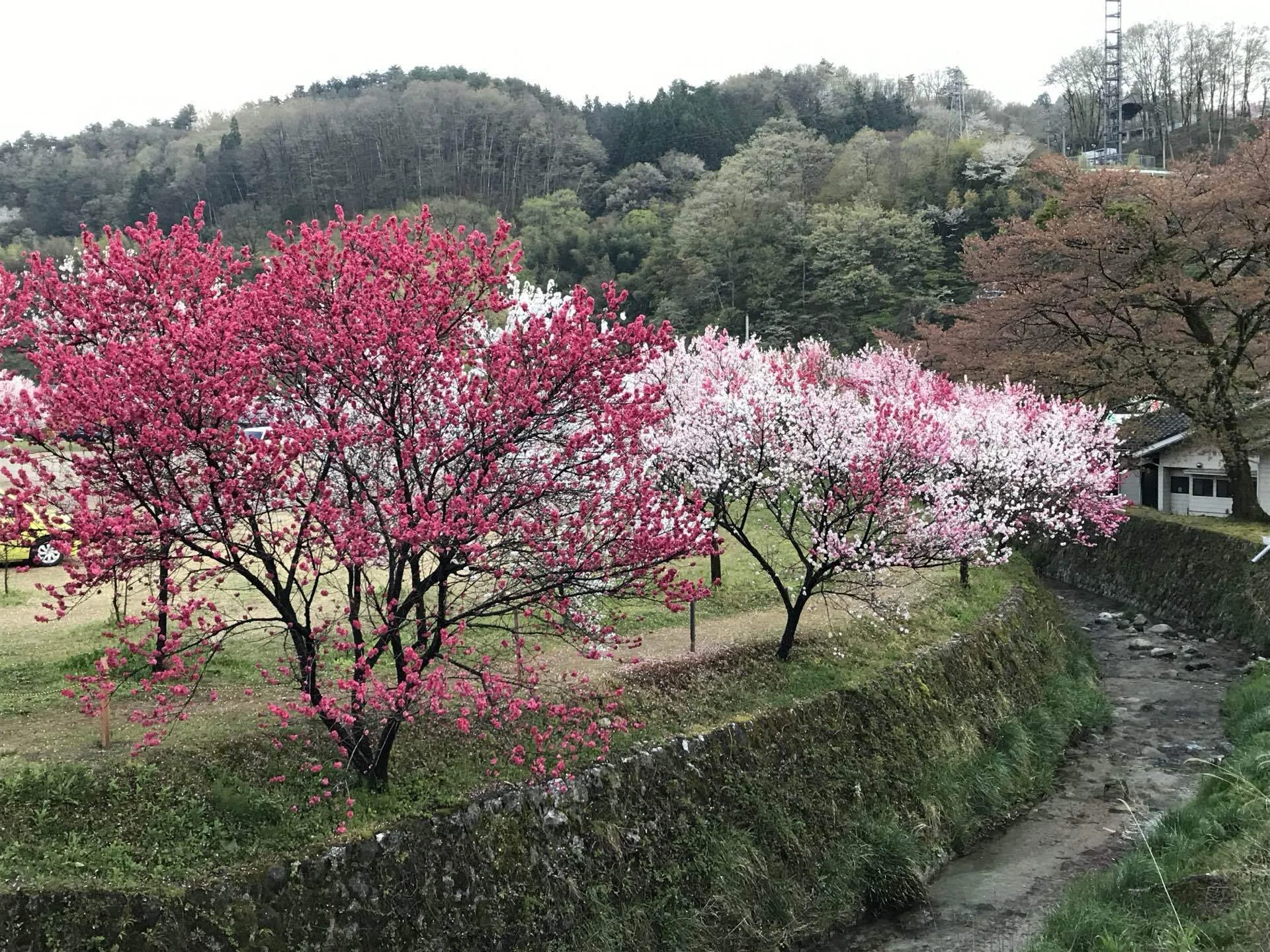 花桃は不思議な花｜ひかり