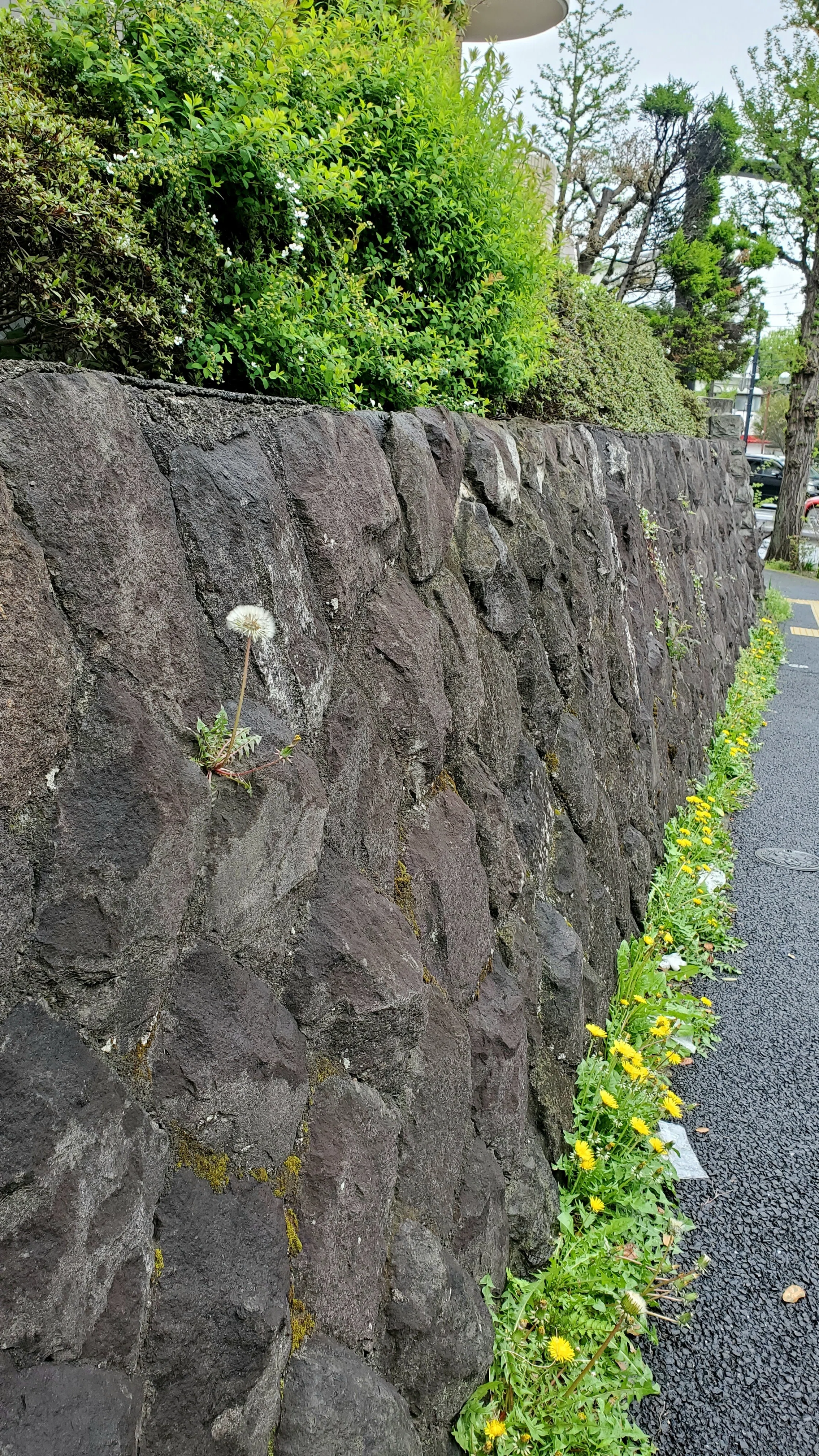 たんぽぽ｜いいかも！