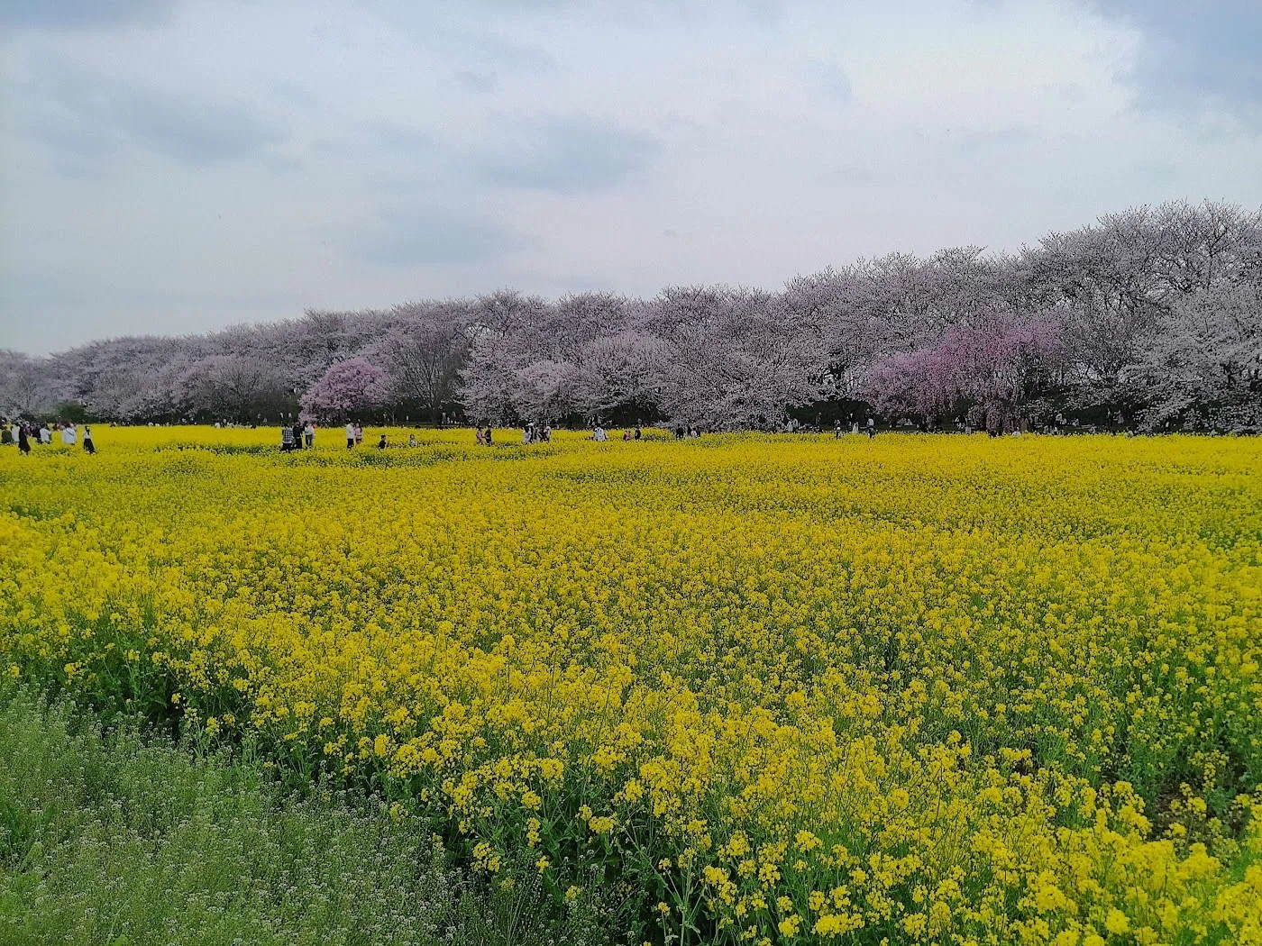 桜並木が縁取る菜の花畑に溺れる～これは夢？⭐権現堂｜深拍-mihaku-
