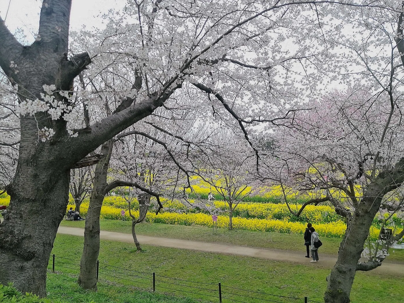 桜並木が縁取る菜の花畑に溺れる～これは夢？⭐権現堂｜深拍-mihaku-