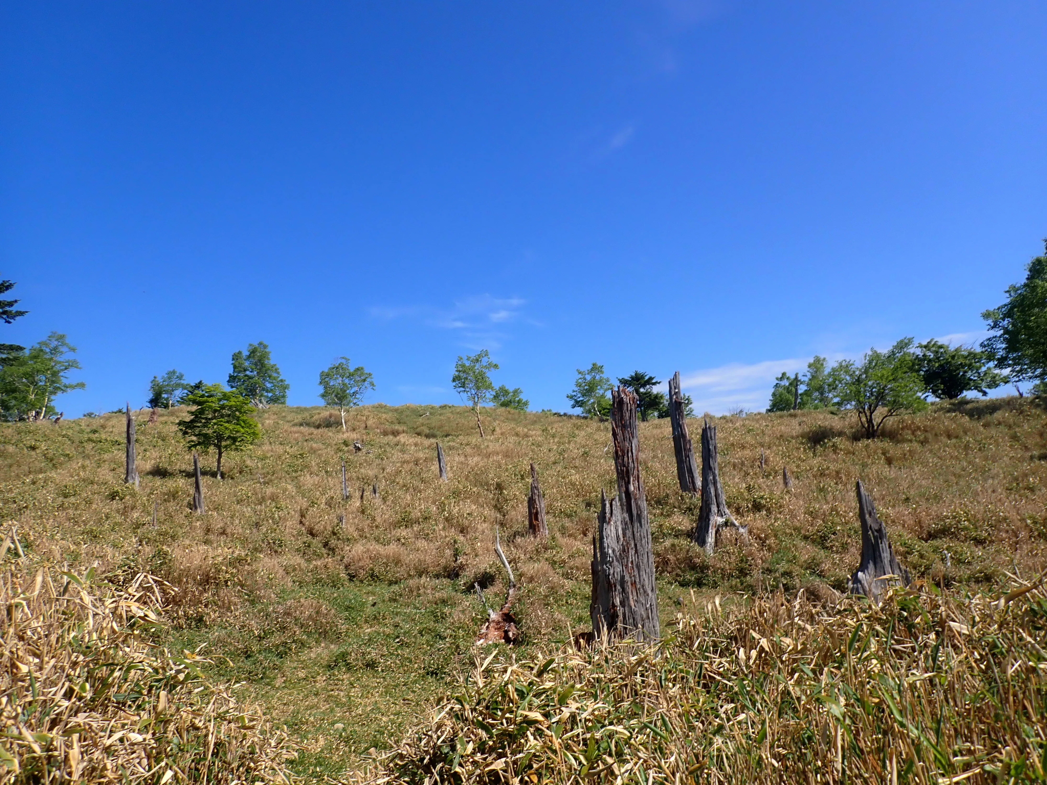 [Southern Alps Deep South] Kurozawa-yama to Shauzu-yama Loop | Tochu ...