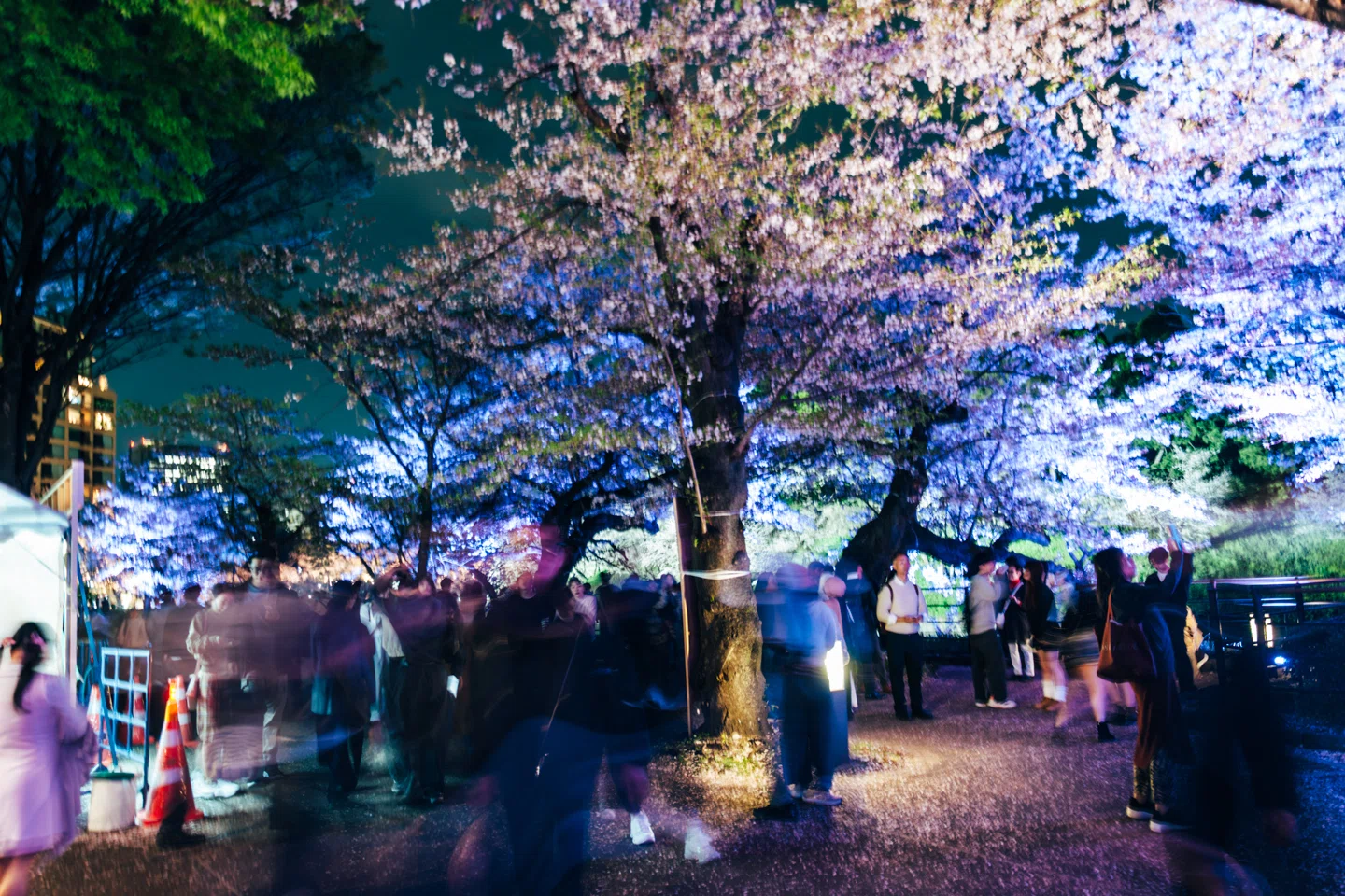 桜見物2026 その3】夜桜を求めて青山霊園〜千鳥ヶ淵｜Gon-III