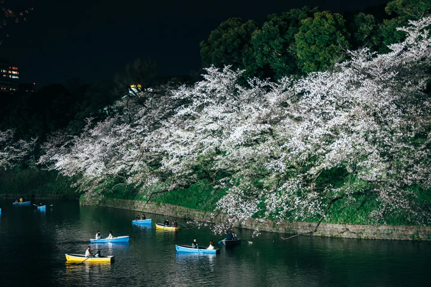 桜見物2026 その3】夜桜を求めて青山霊園〜千鳥ヶ淵｜Gon-III