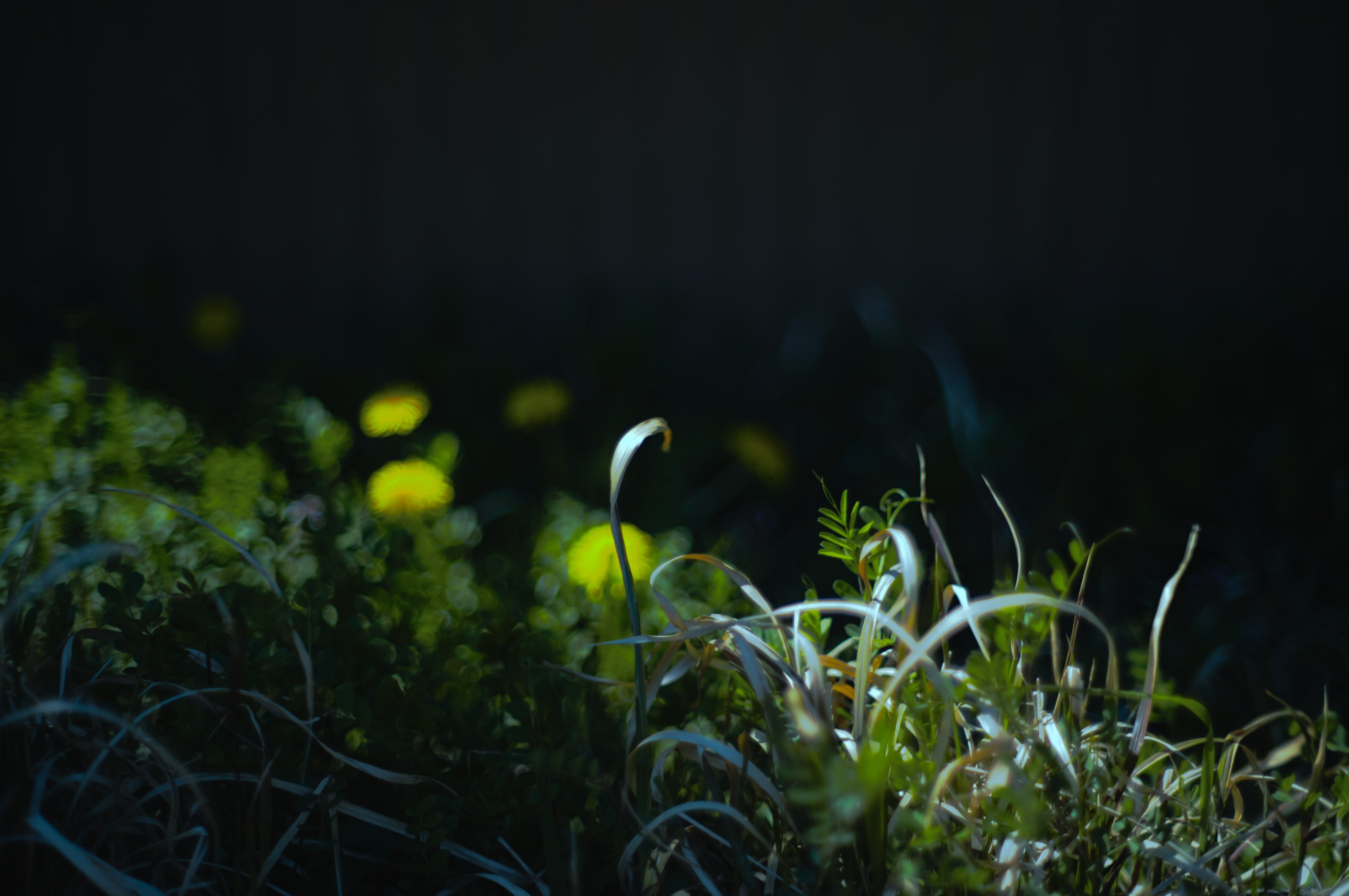 整備済　KONICA HEXANON AR 57/1.2 AE 非アトム Konica HEXANON AR 57mm F1.2 AE Review作例写りの特徴 ヘキサノン銘玉