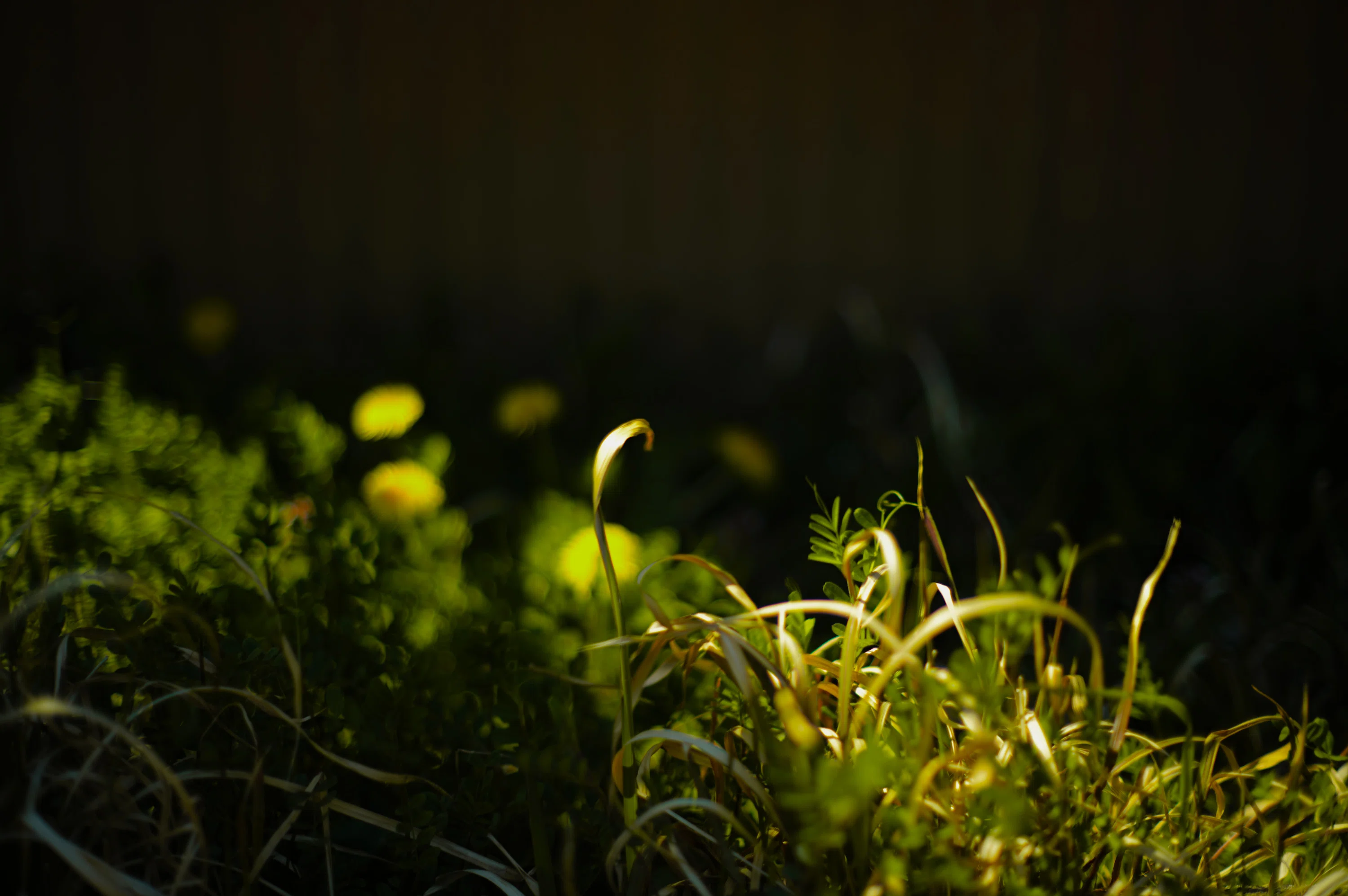 三本のKONICA HEXANON AR 57mm F1.2を比較しよう｜亜脳工廠(ANOUKOUSYOU)