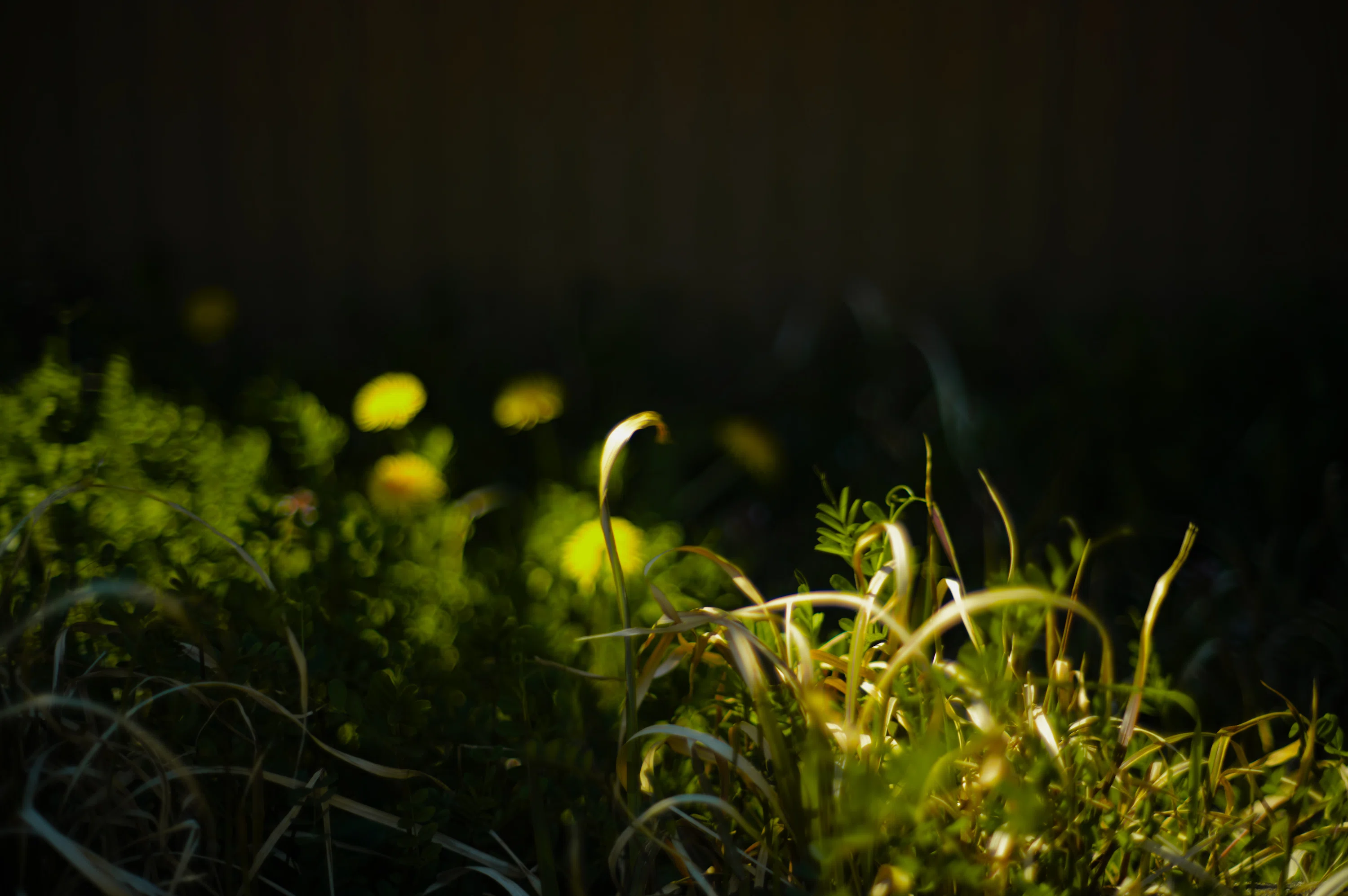 三本のKONICA HEXANON AR 57mm F1.2を比較しよう｜亜脳工廠(ANOUKOUSYOU)