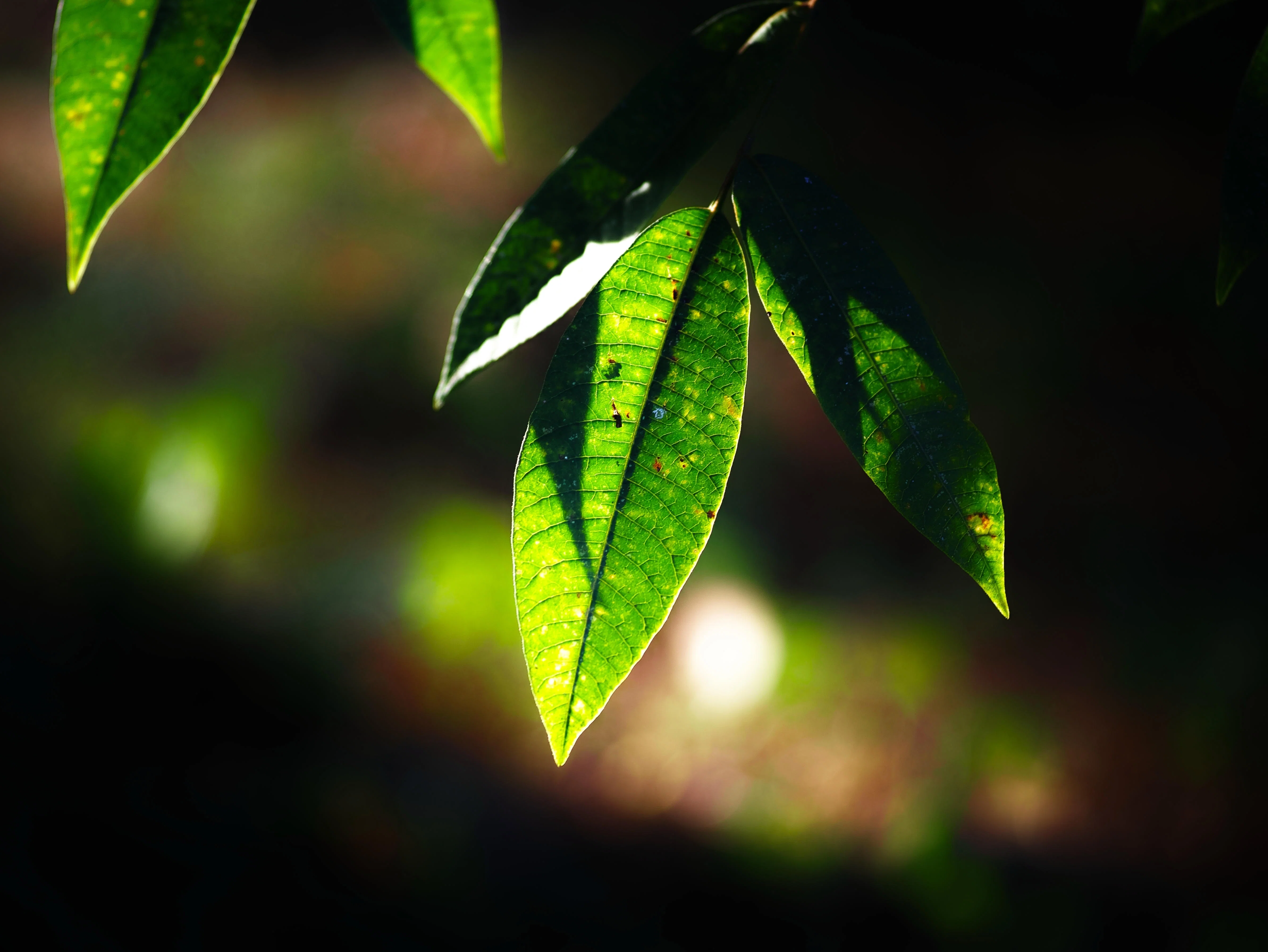 芸術写真 FLOWERS and TREES Today's selections #2769｜TakeKuroki