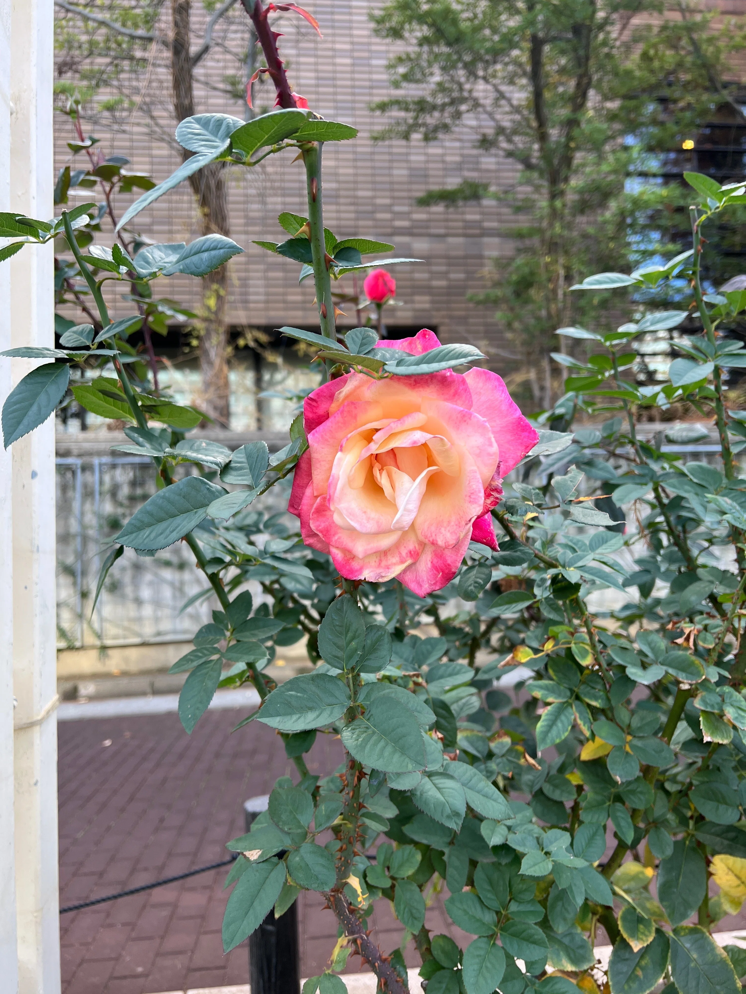 🇺🇸ファースト・プライズ（First Prize） 🌹中之島バラ園｜ぱぽにゃん
