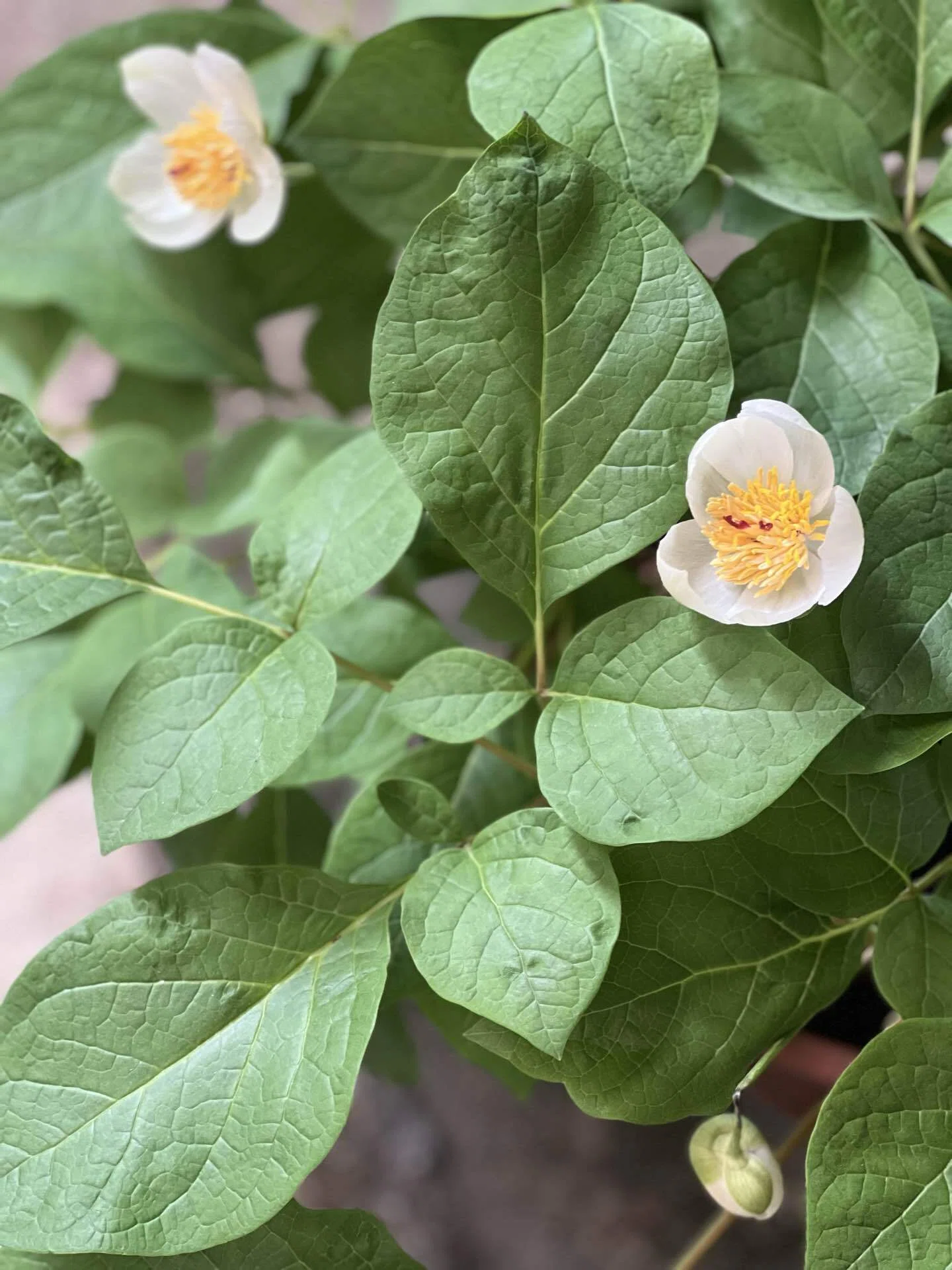 ひっそりと咲く白い花🌿山野草と暮らす小さな幸せ｜ちさこの香りの庭