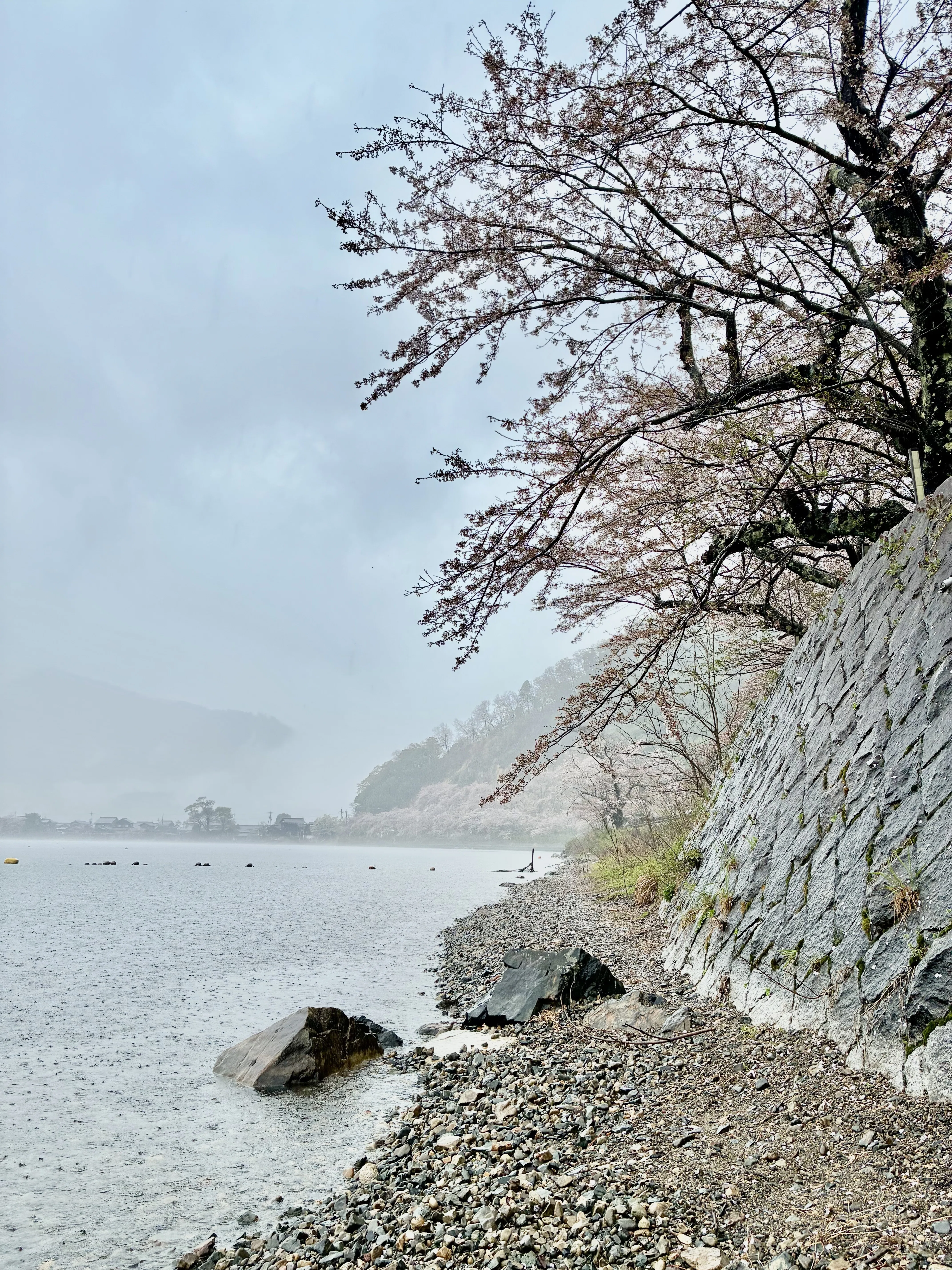 海津桜🌸｜ぐこ