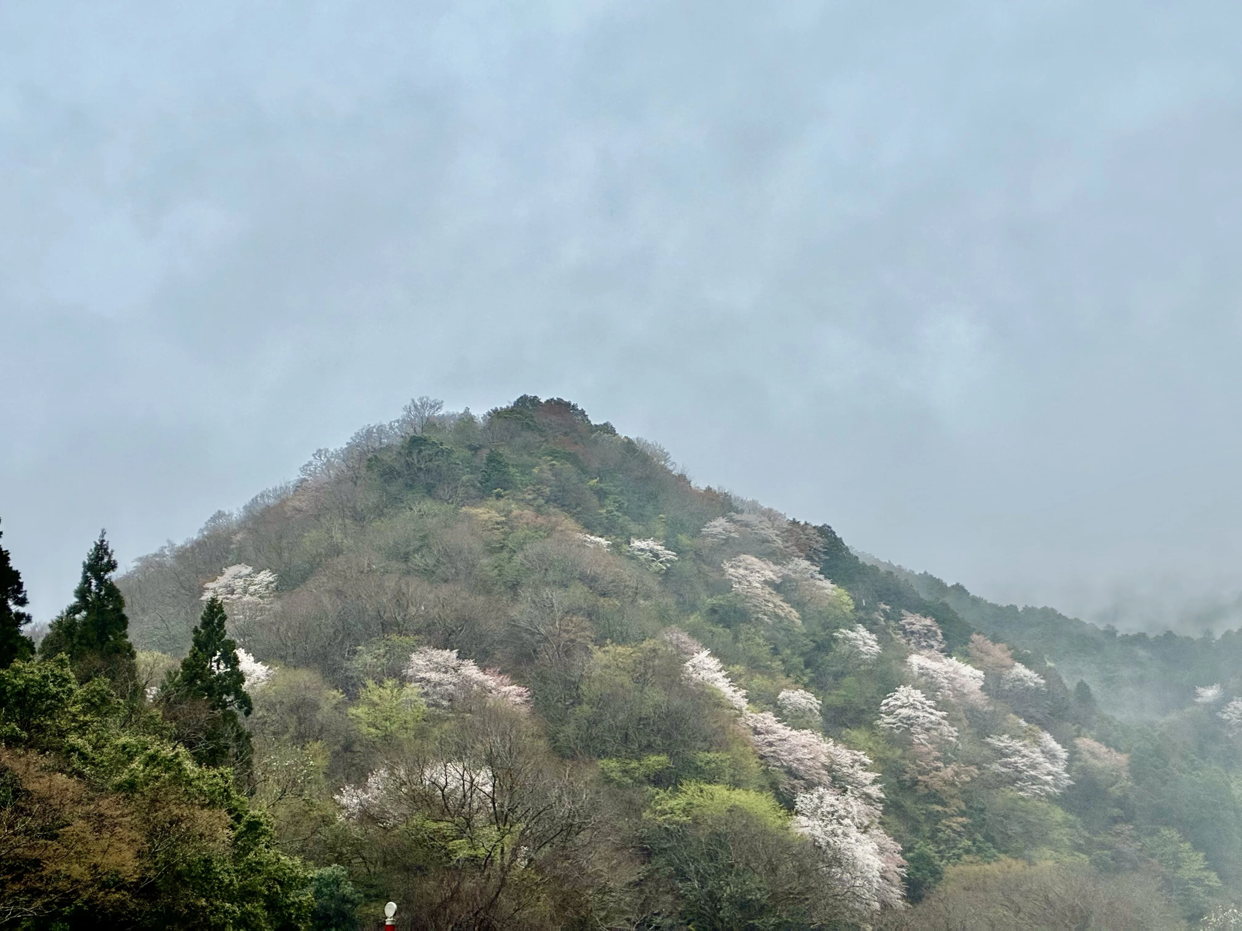 海津桜🌸｜ぐこ