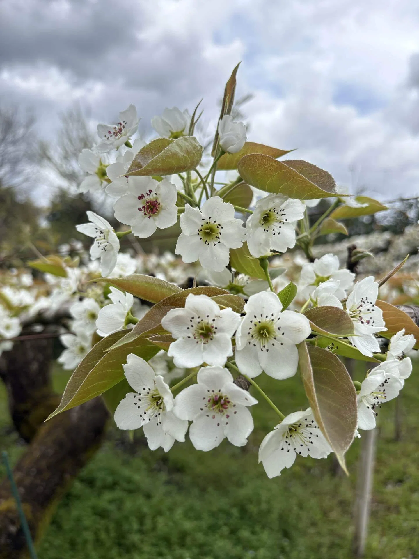 花芽整理｜どんどろけの日常