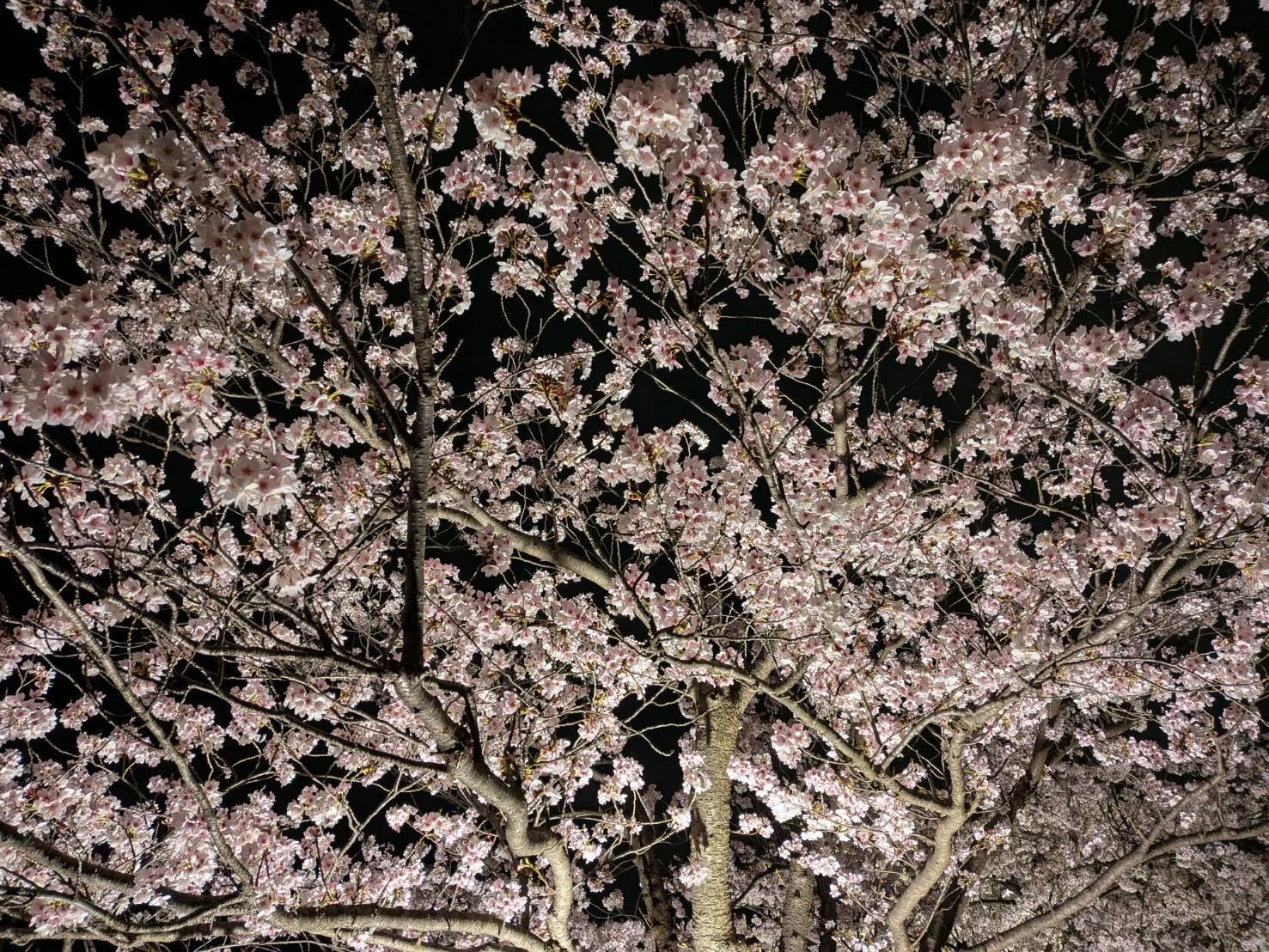 春はあけぼのの夜は桜｜hidekooyatsu