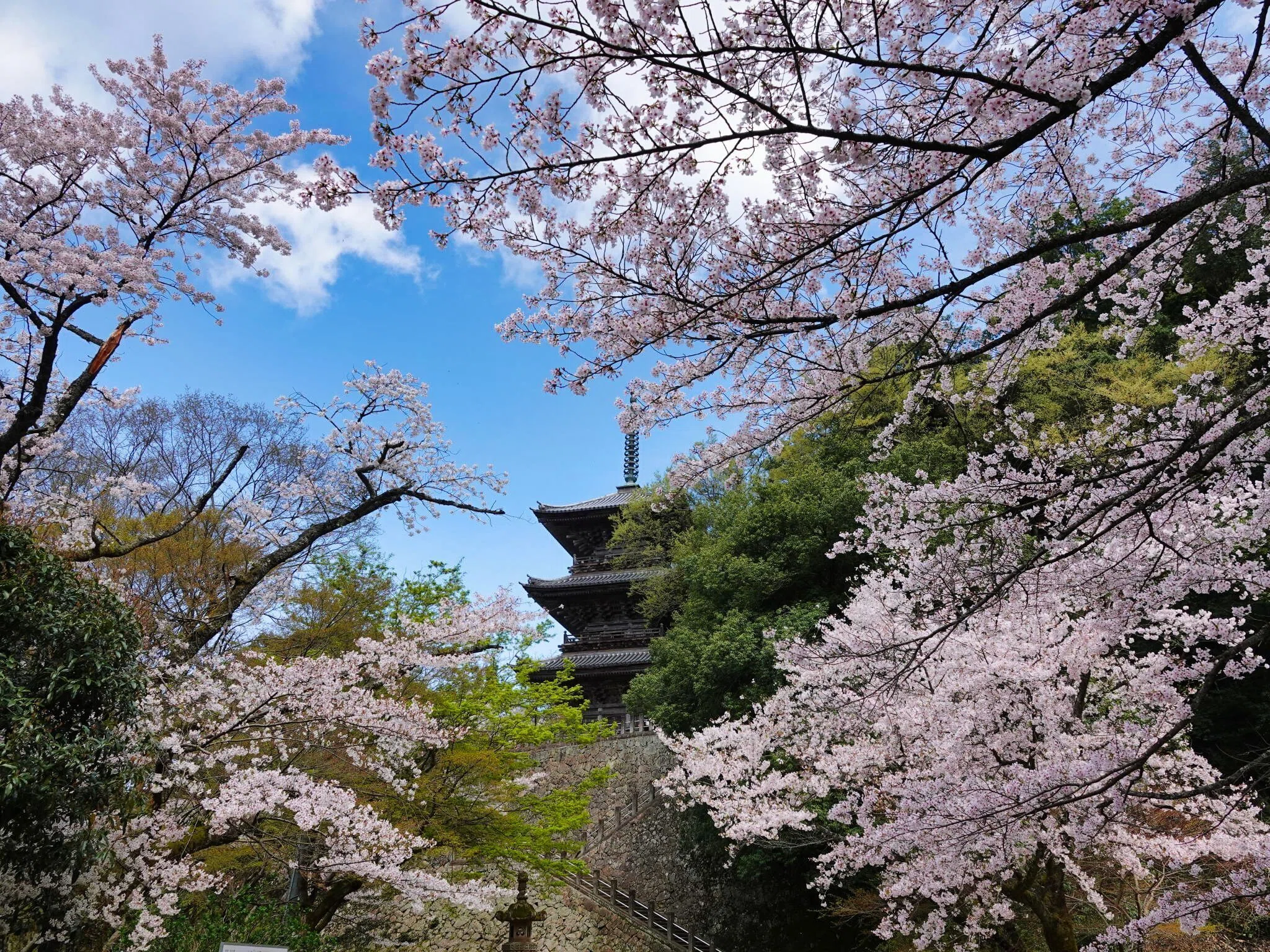 安来市清水寺の桜 2026年⑬ 写真18枚 動画1本 ｜山陰のジロー/山陰の