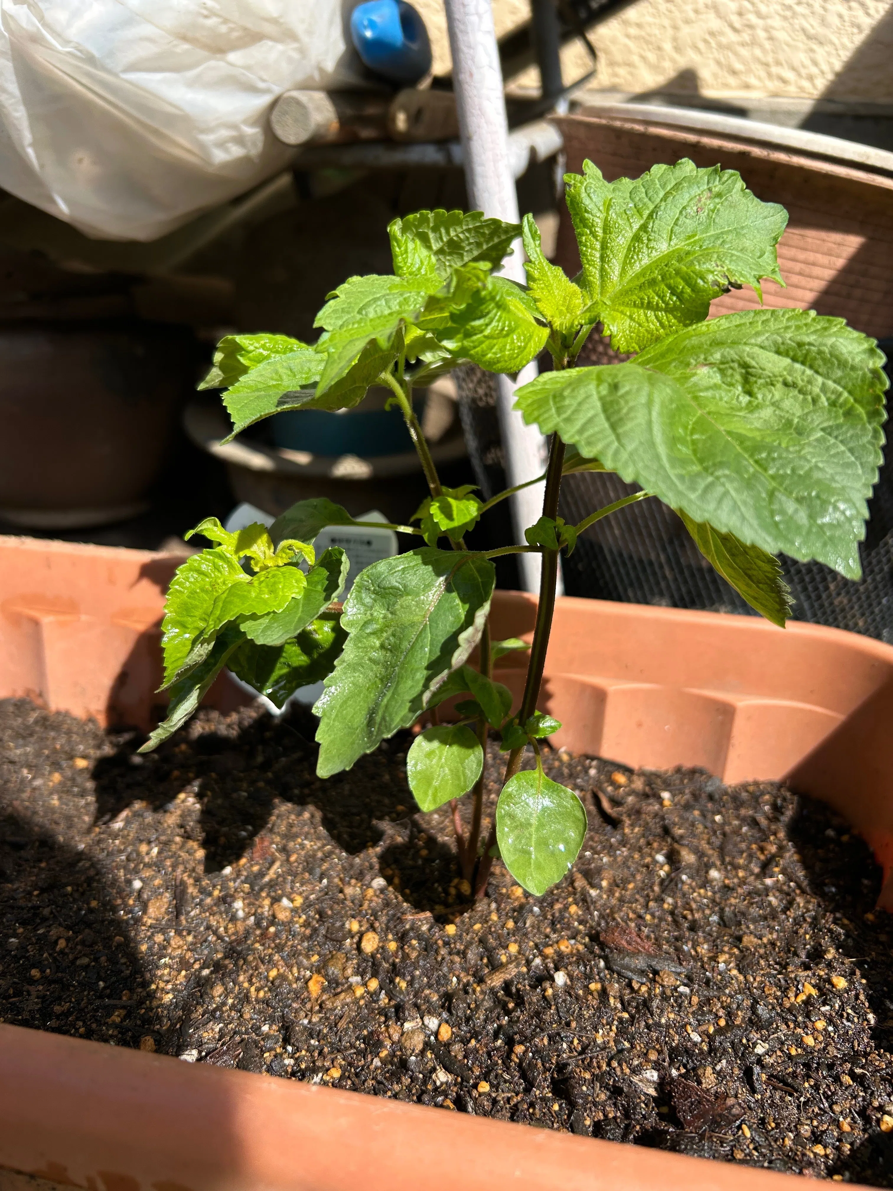夏野菜植えてみたよ｜なご