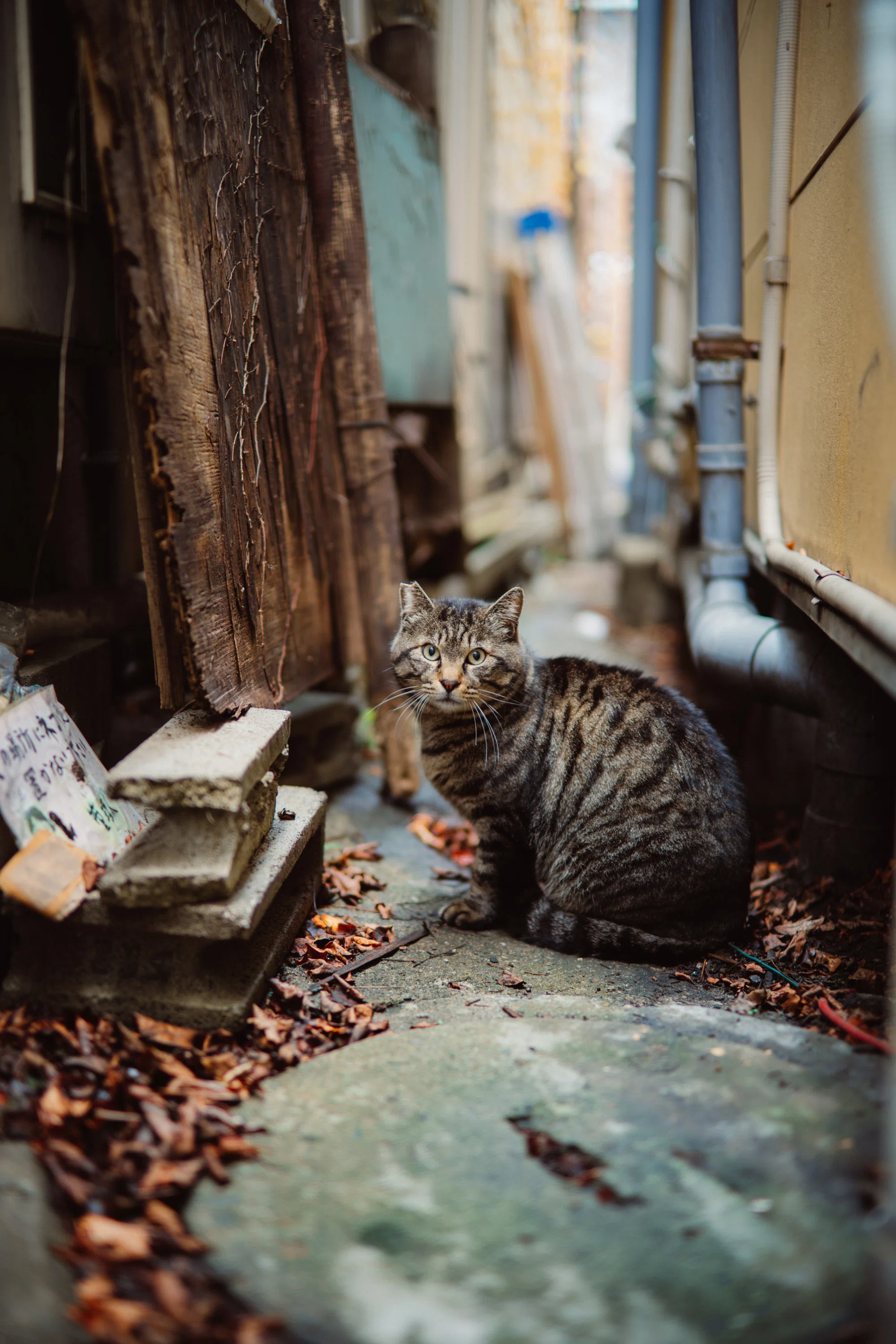 Zf ＋ NOKTON 40mm F1.2（先発メンバー総入れ替え）｜ハラヒロシ