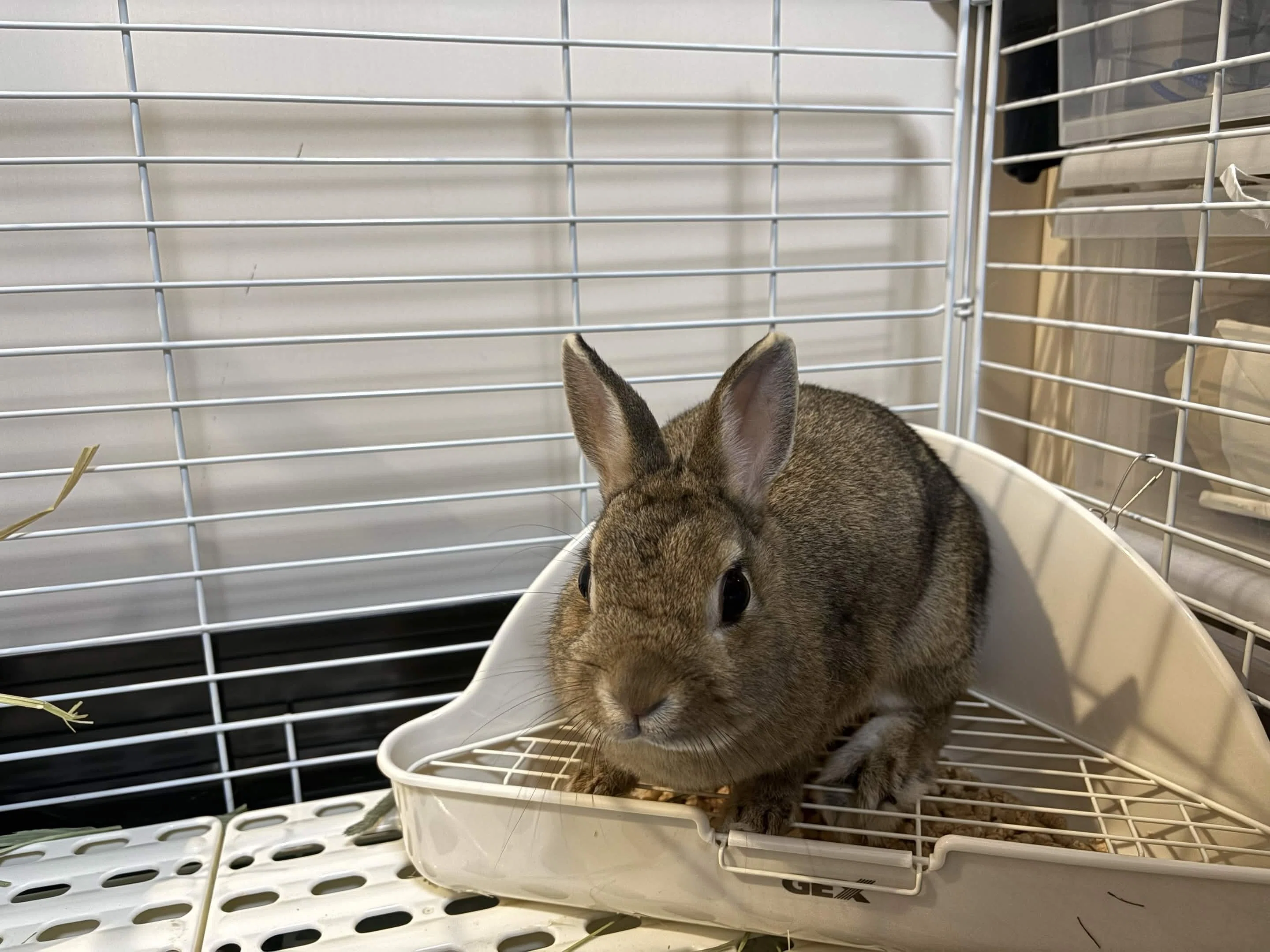 うさぎを飼い始めました｜かざまさ