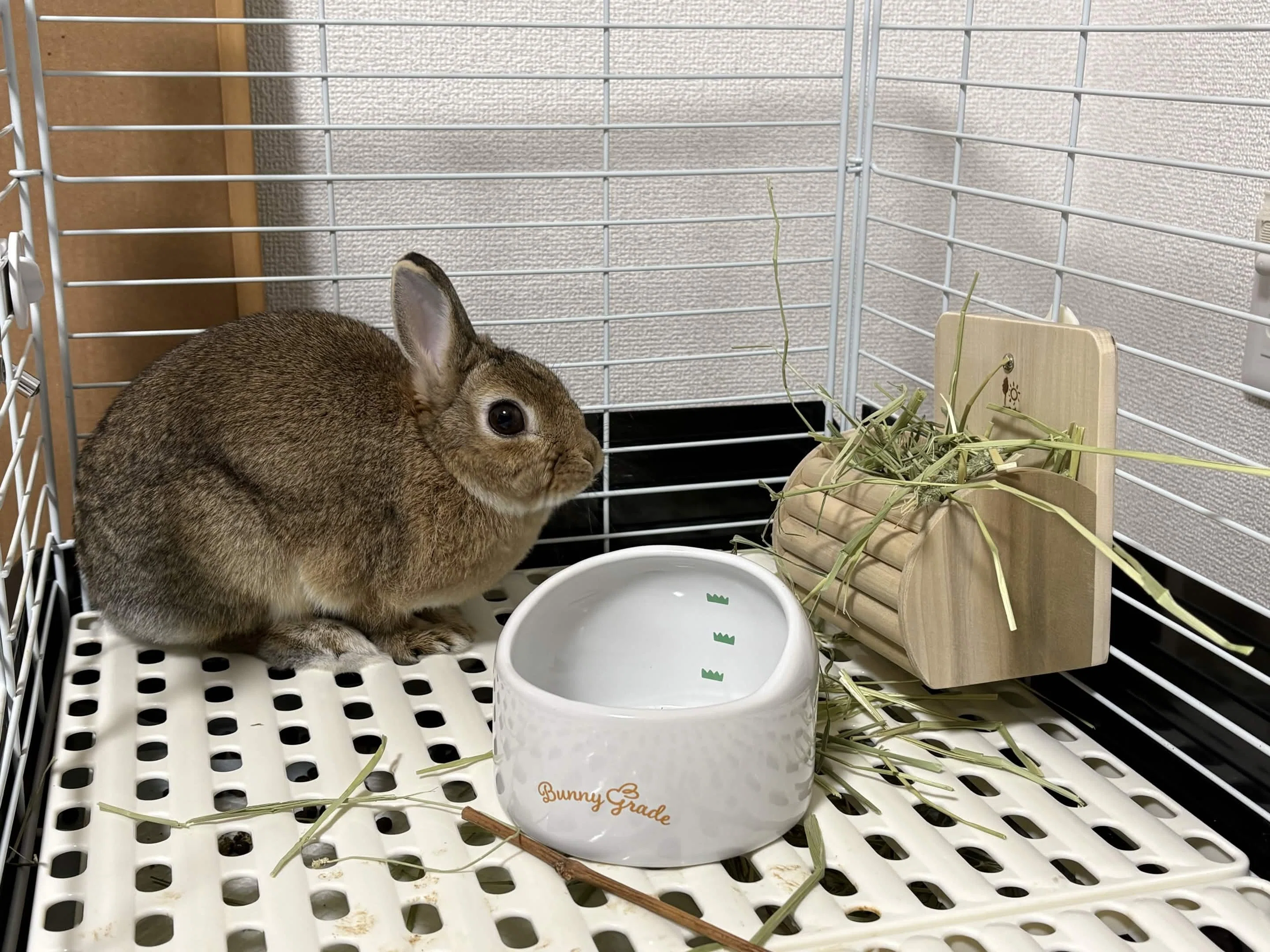 うさぎを飼い始めました｜かざまさ