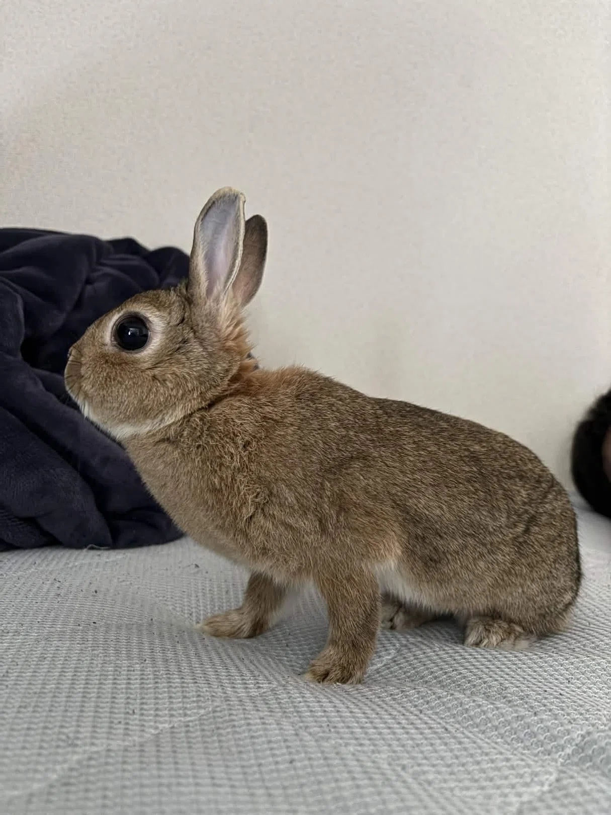 うさぎを飼い始めました｜かざまさ