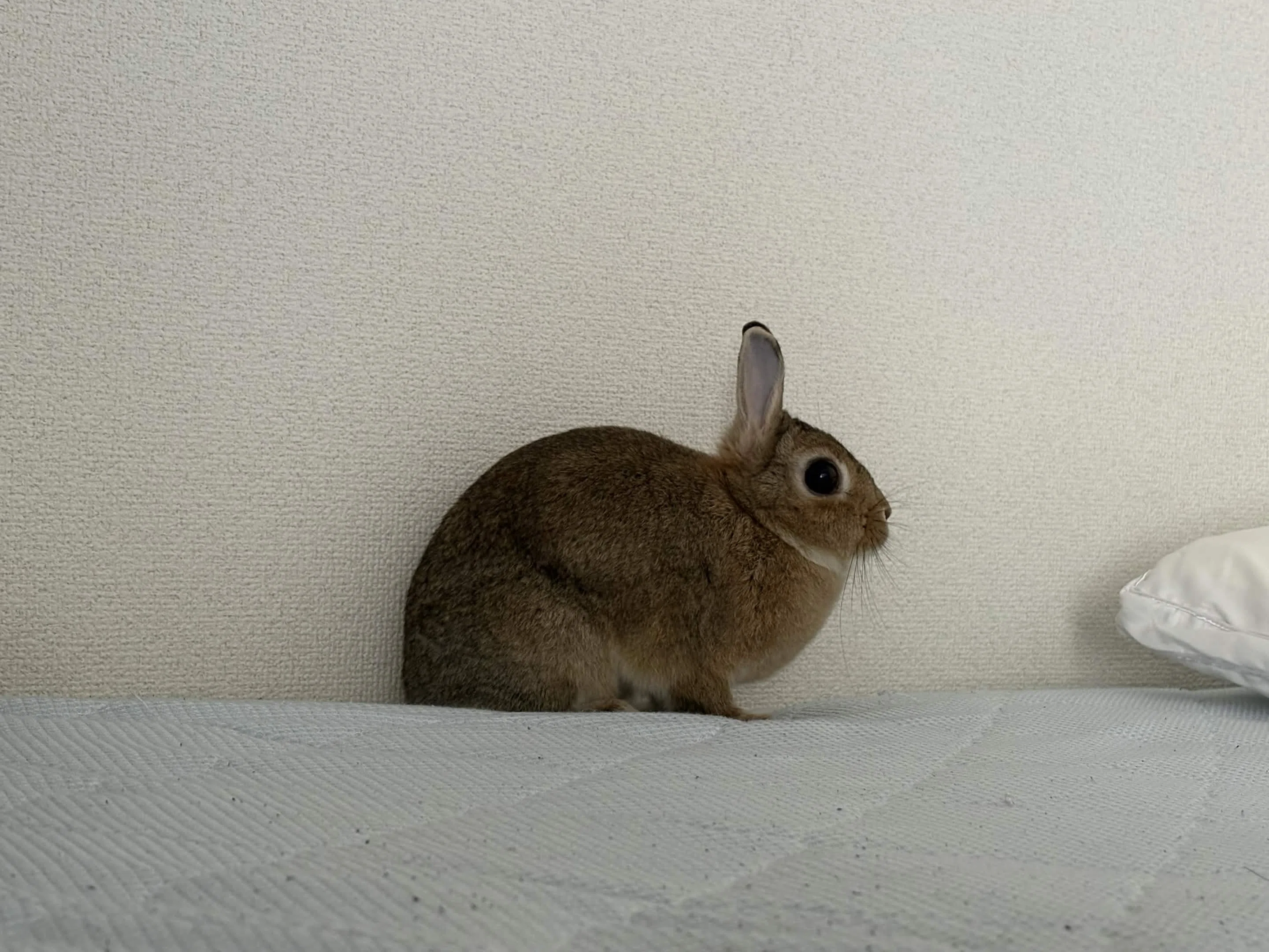 うさぎを飼い始めました｜かざまさ